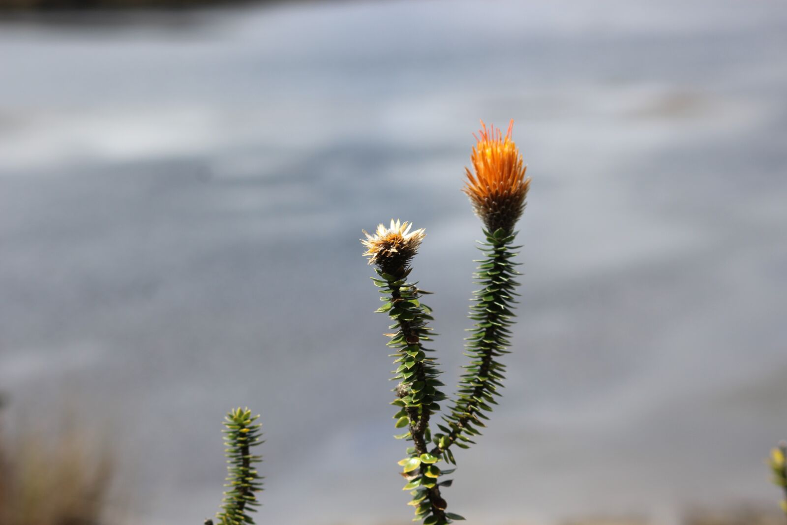 Canon EOS 1200D (EOS Rebel T5 / EOS Kiss X70 / EOS Hi) sample photo. Chuquiragua, nature, national photography