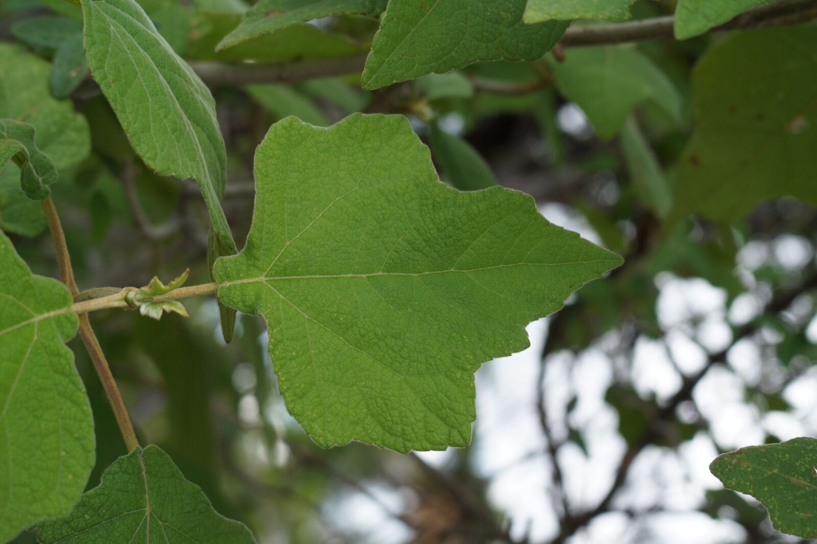E 18-50mm F4-5.6 sample photo. Leaf, plant, leaves photography
