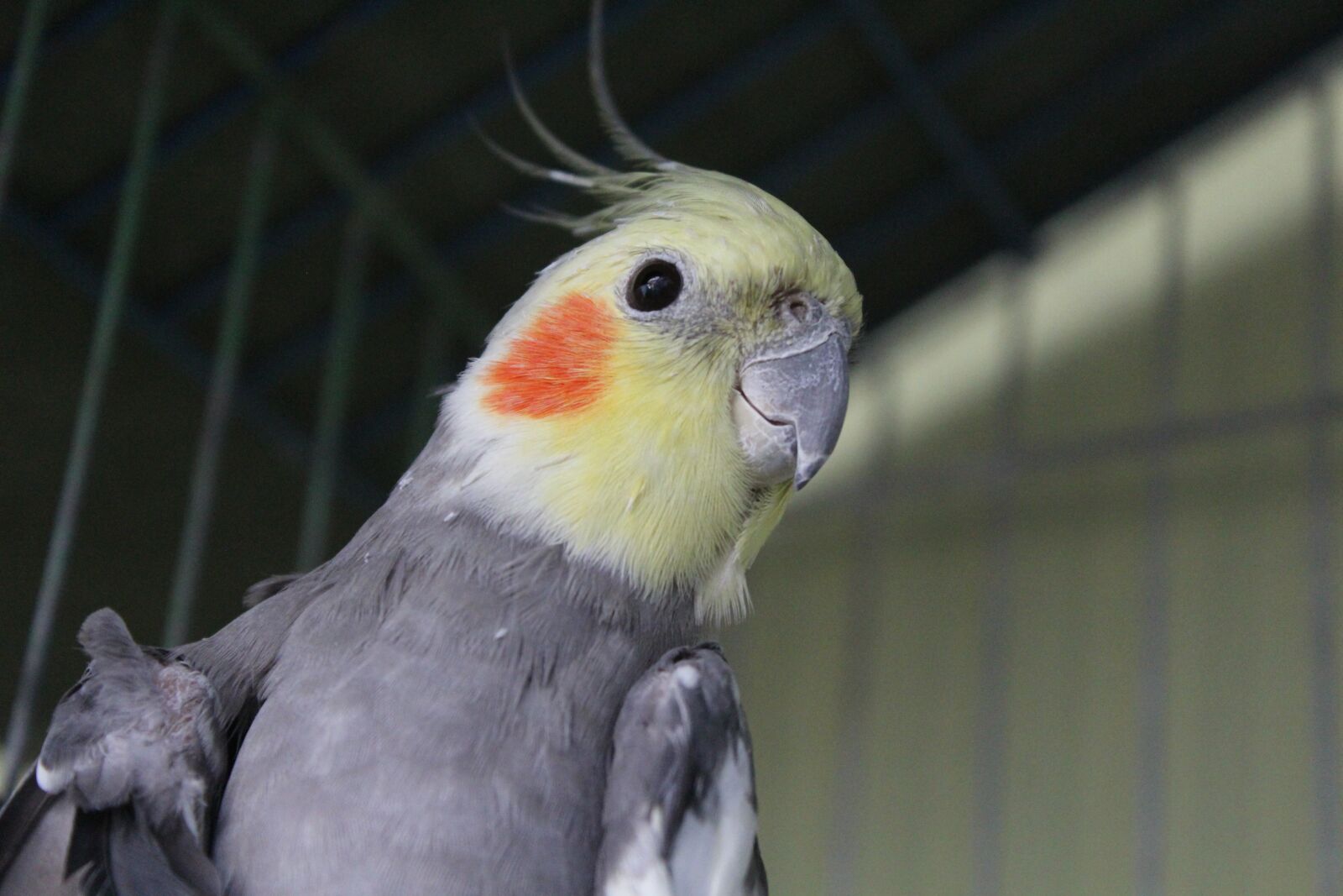 Canon EOS 1200D (EOS Rebel T5 / EOS Kiss X70 / EOS Hi) sample photo. Bird, cacatua, yellow photography