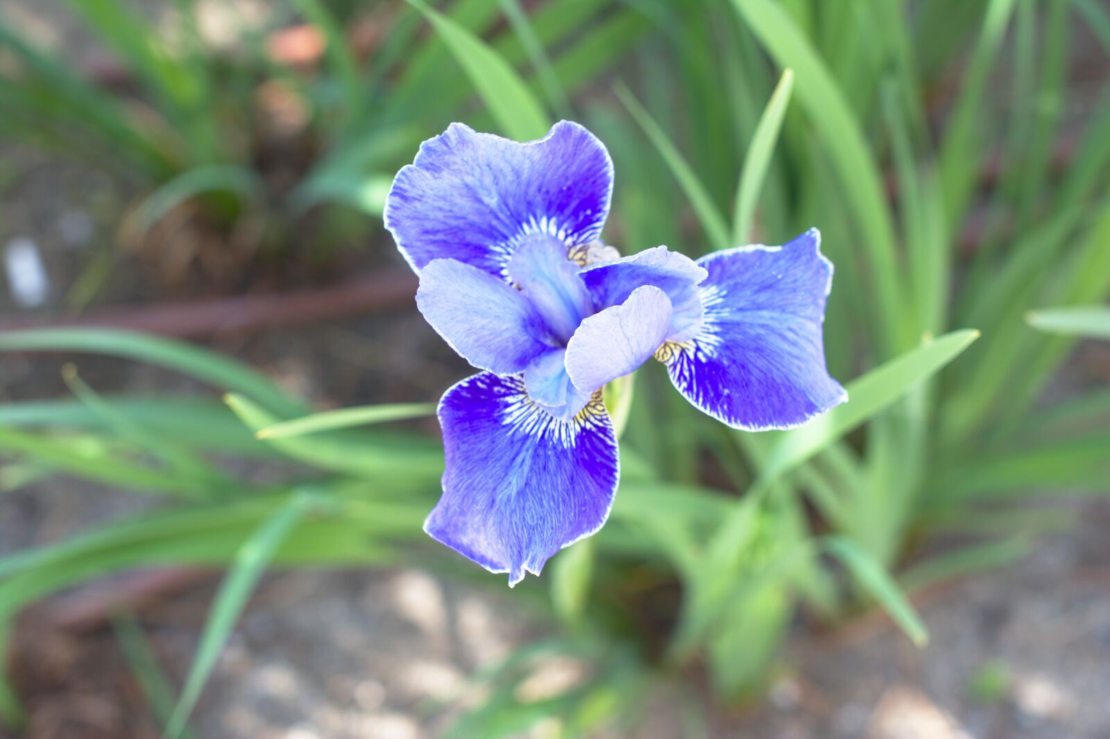 Nikon D7100 sample photo. Blue flower, oslo, garden photography