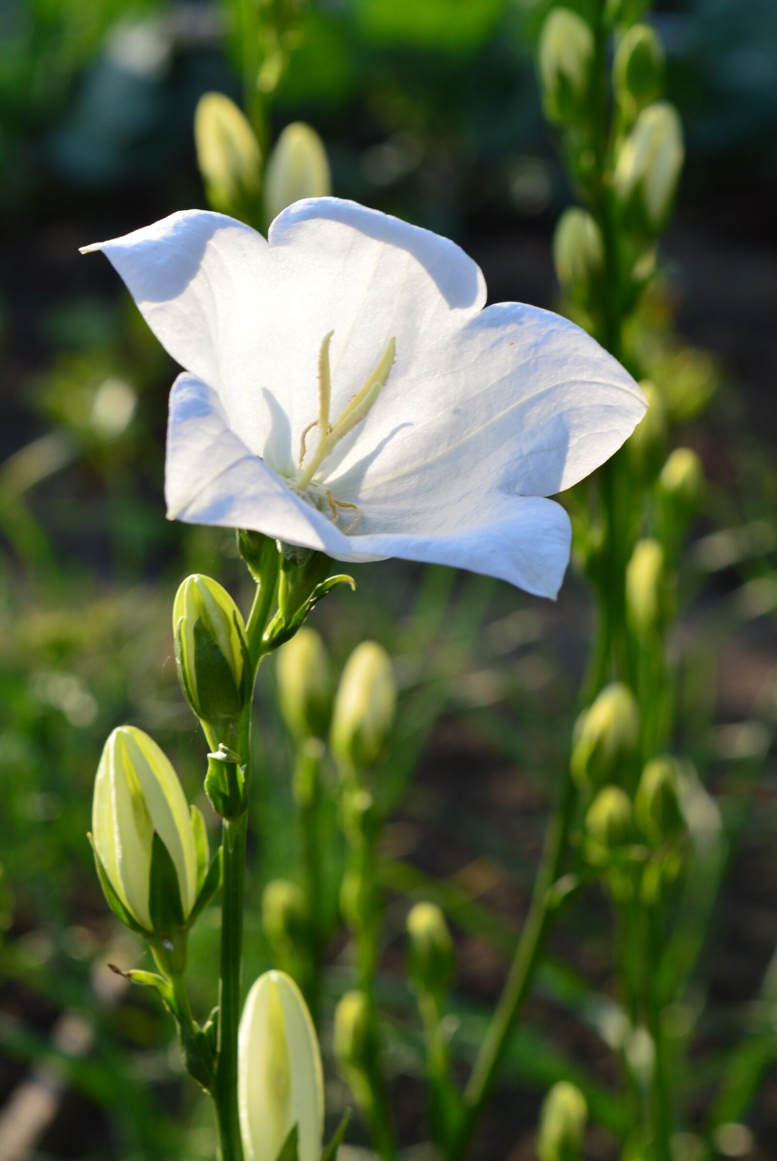 Nikon D3200 sample photo. Bell, white, flower photography