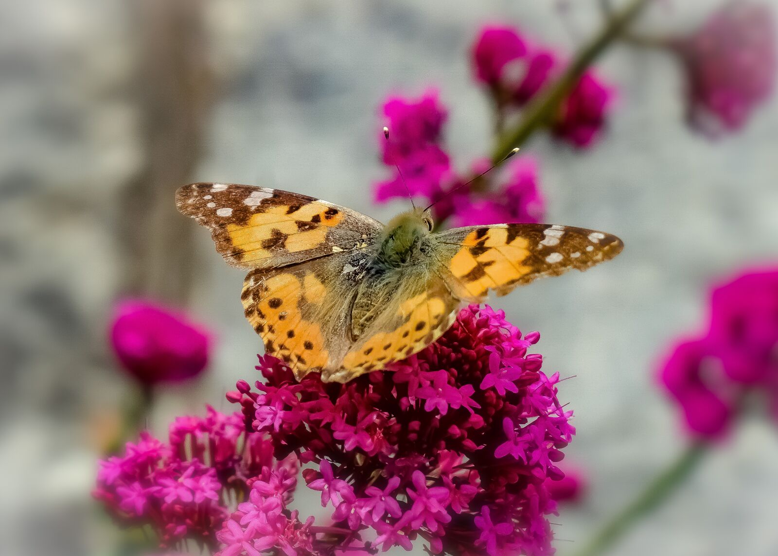 Nikon D3300 sample photo. Butterfly, flower, purple photography