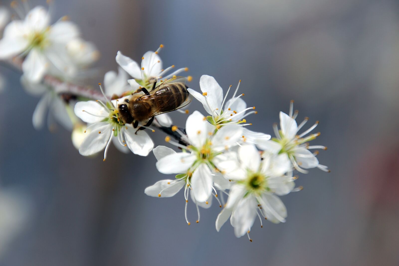 Canon EOS 600D (Rebel EOS T3i / EOS Kiss X5) sample photo. Spring, bee, honey photography