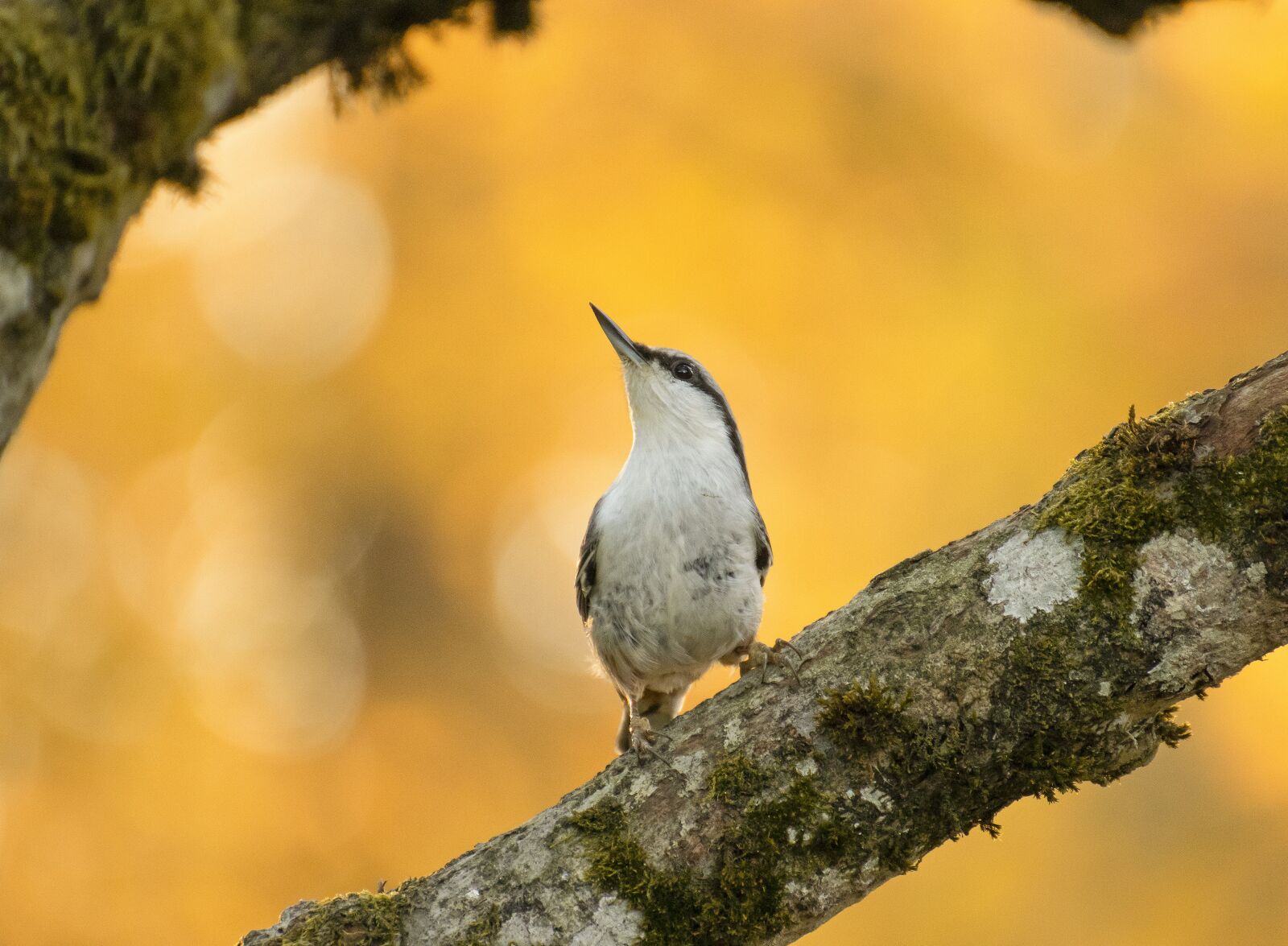 Canon EOS 77D (EOS 9000D / EOS 770D) sample photo. Nuthatch, perched, small bird photography