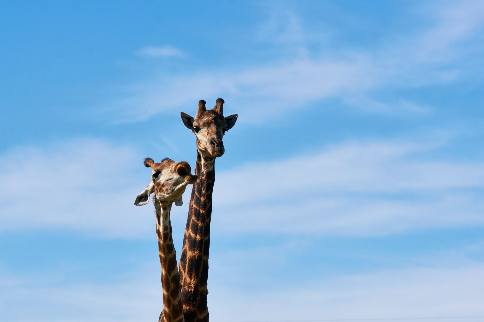 Sony FE 70-300mm F4.5-5.6 G OSS sample photo. South africa, safari, animal photography