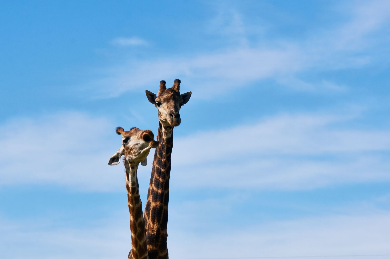 Sony Alpha NEX-6 sample photo. South africa, safari, animal photography