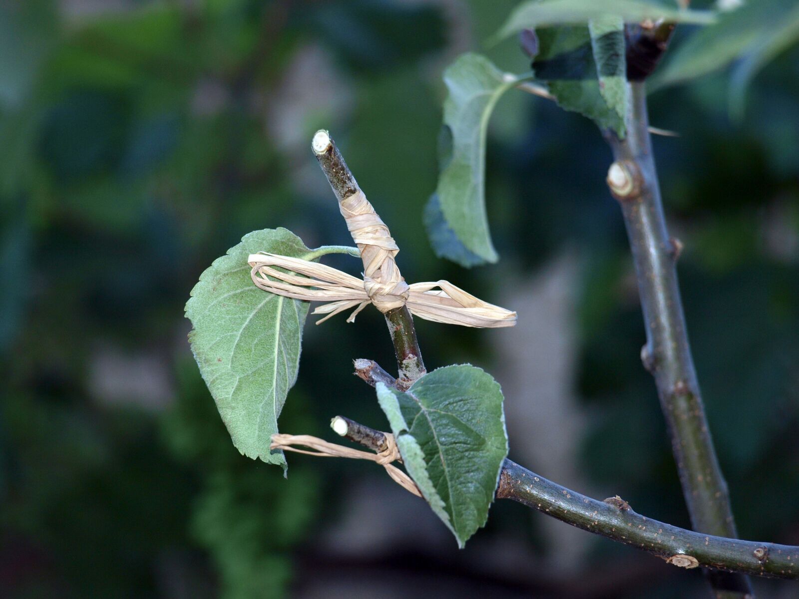 Olympus E-420 (EVOLT E-420) sample photo. Graft tree, branch, graft photography