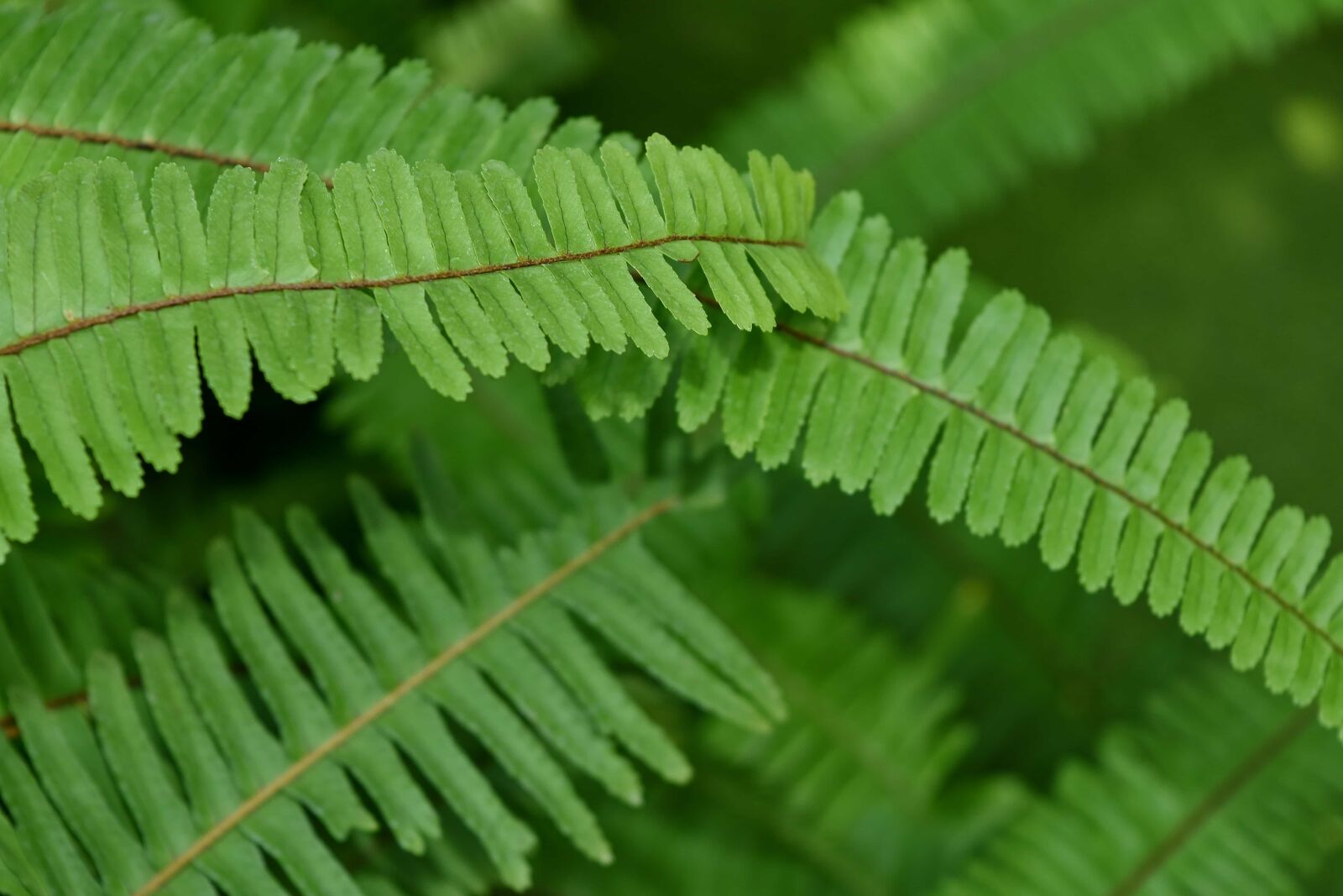 Nikon D5500 sample photo. Green leaf, greenish yellow photography