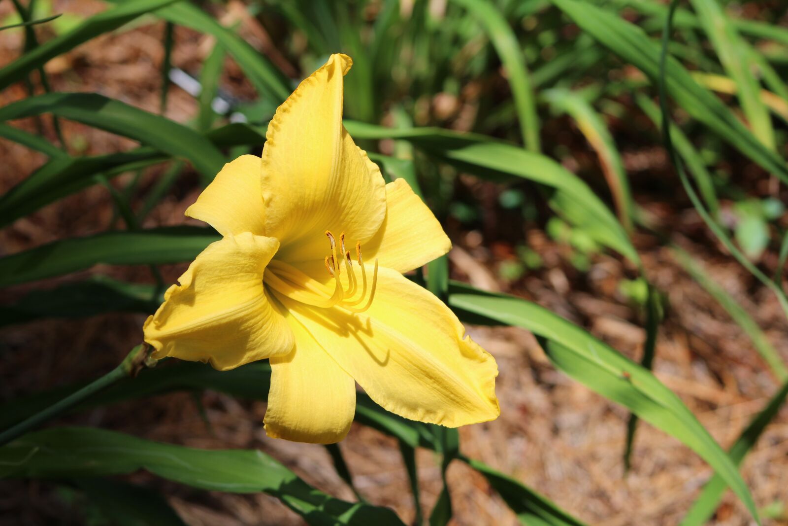 Canon EF 75-300mm f/4-5.6 sample photo. Flowers, bright, yellow photography