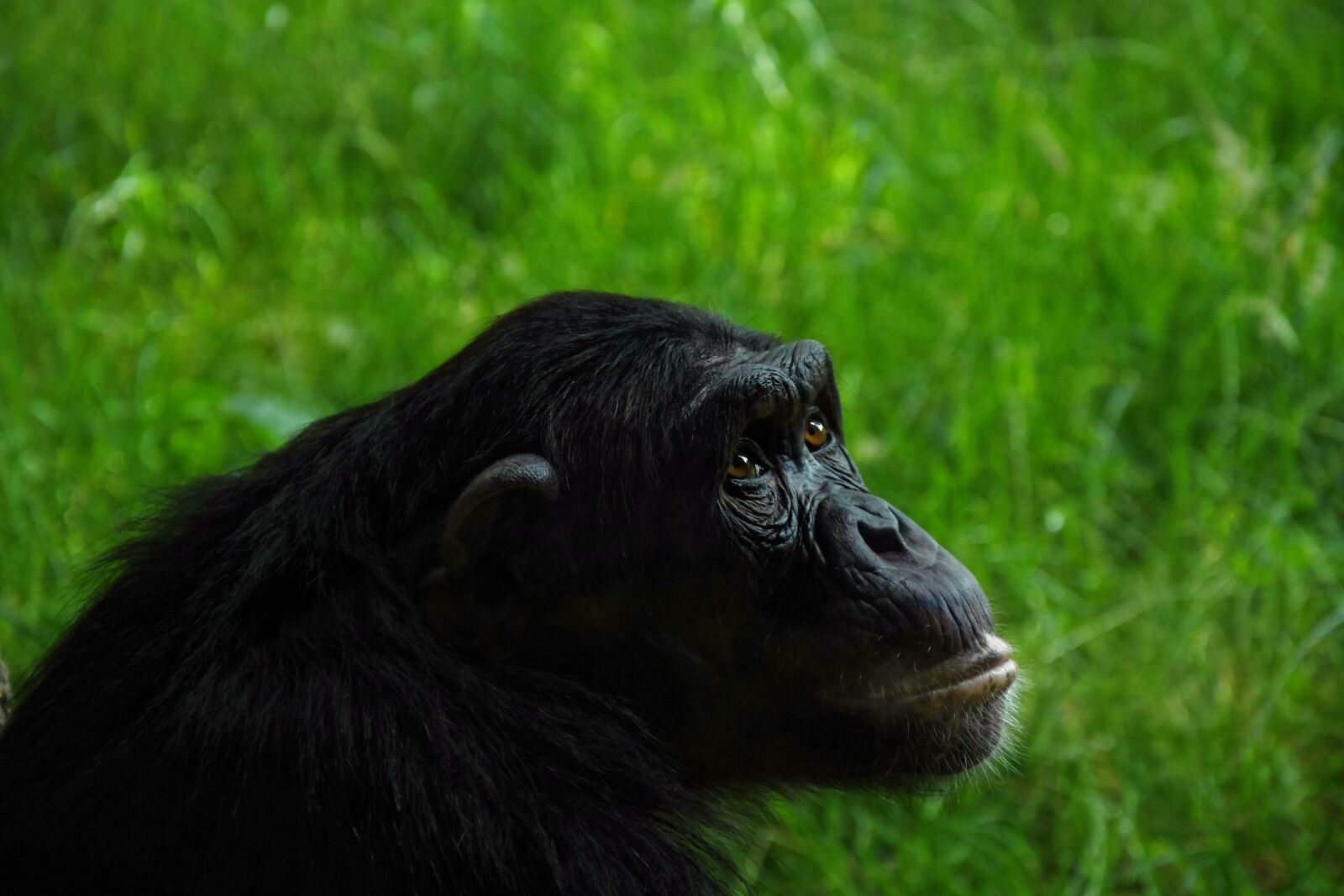 Nikon D500 sample photo. Animal, zoo, monkey photography