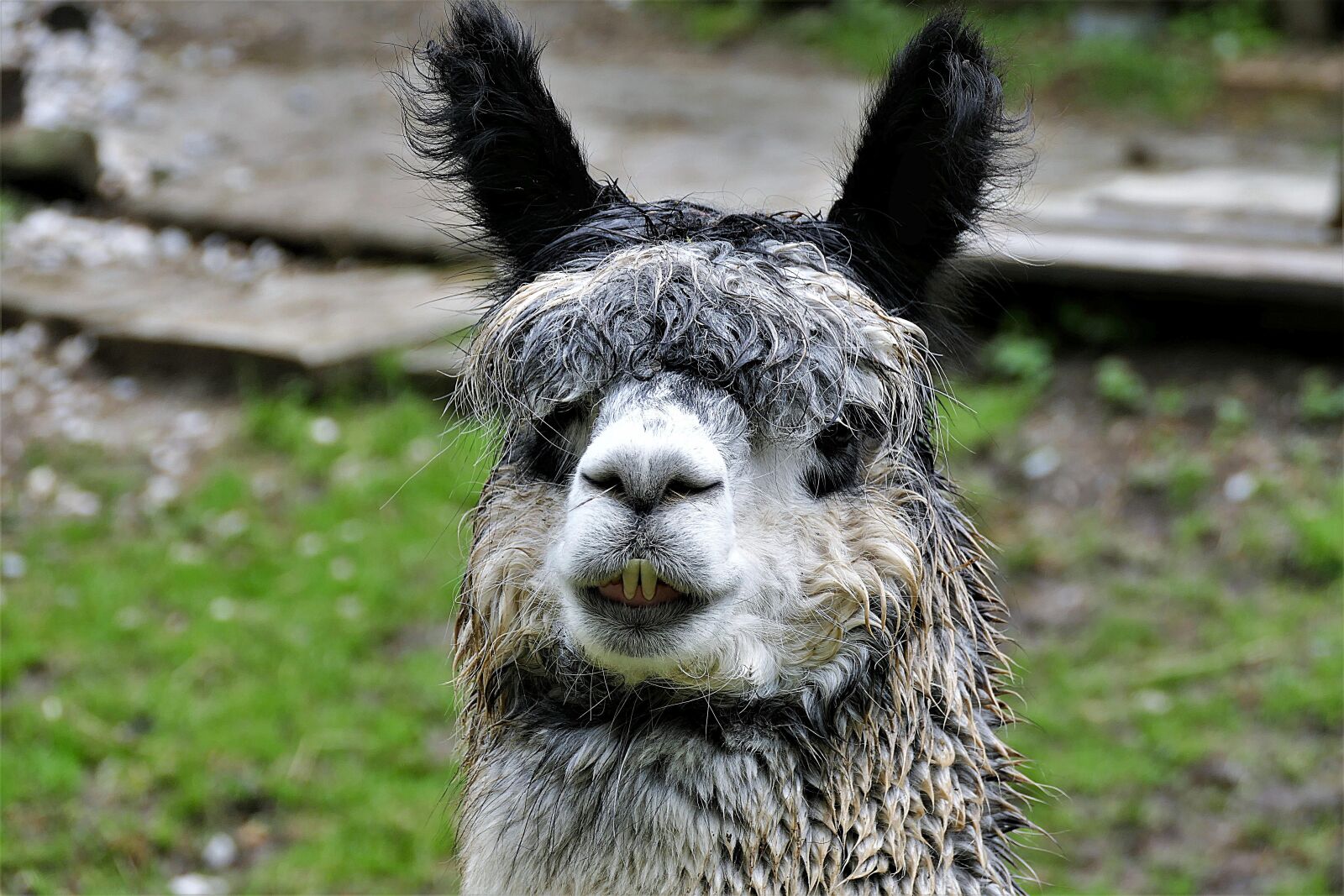 Panasonic Lumix DMC-FZ1000 sample photo. Alpaca, head, mammal photography
