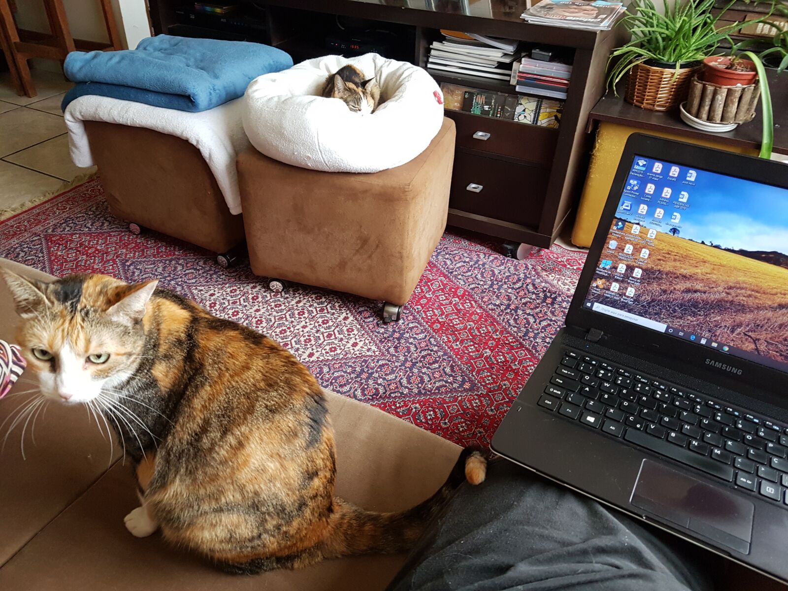 Samsung Galaxy S7 Edge sample photo. Pet, cat, home office photography
