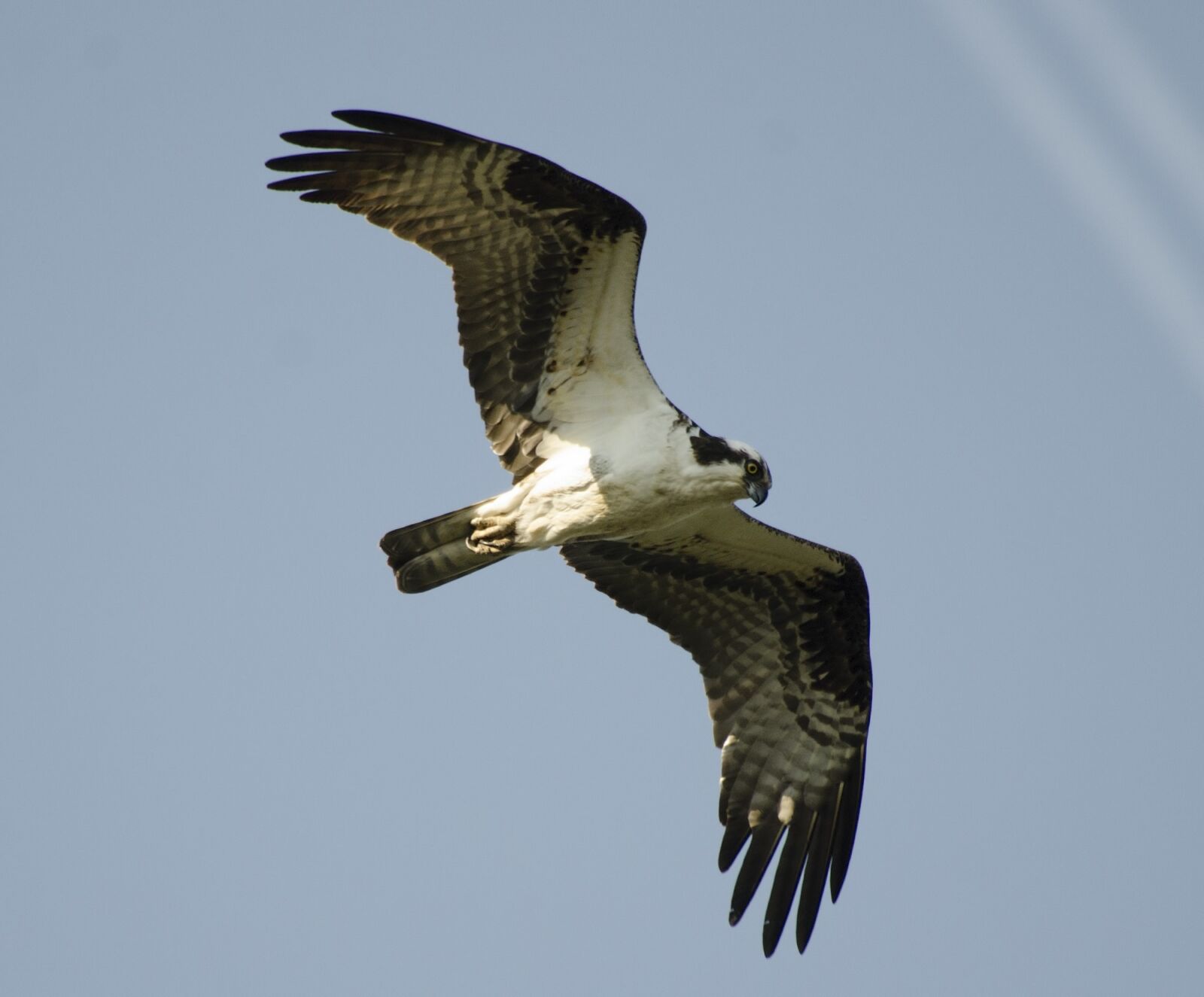 Nikon D7000 sample photo. Bird, osprey, flying photography