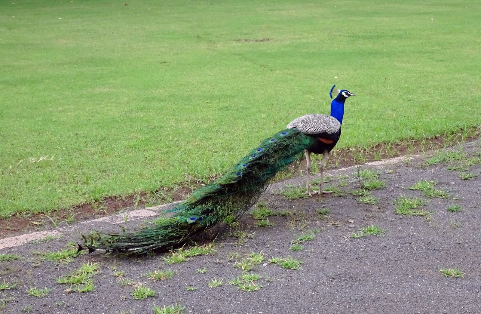 Sony Cyber-shot DSC-HX90V sample photo. Peacock, bird, plumage photography
