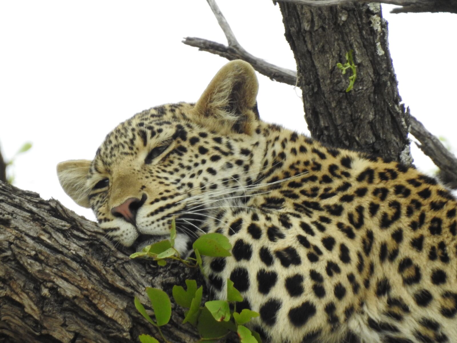 Nikon Coolpix P900 sample photo. Leopard, south africa, wild photography