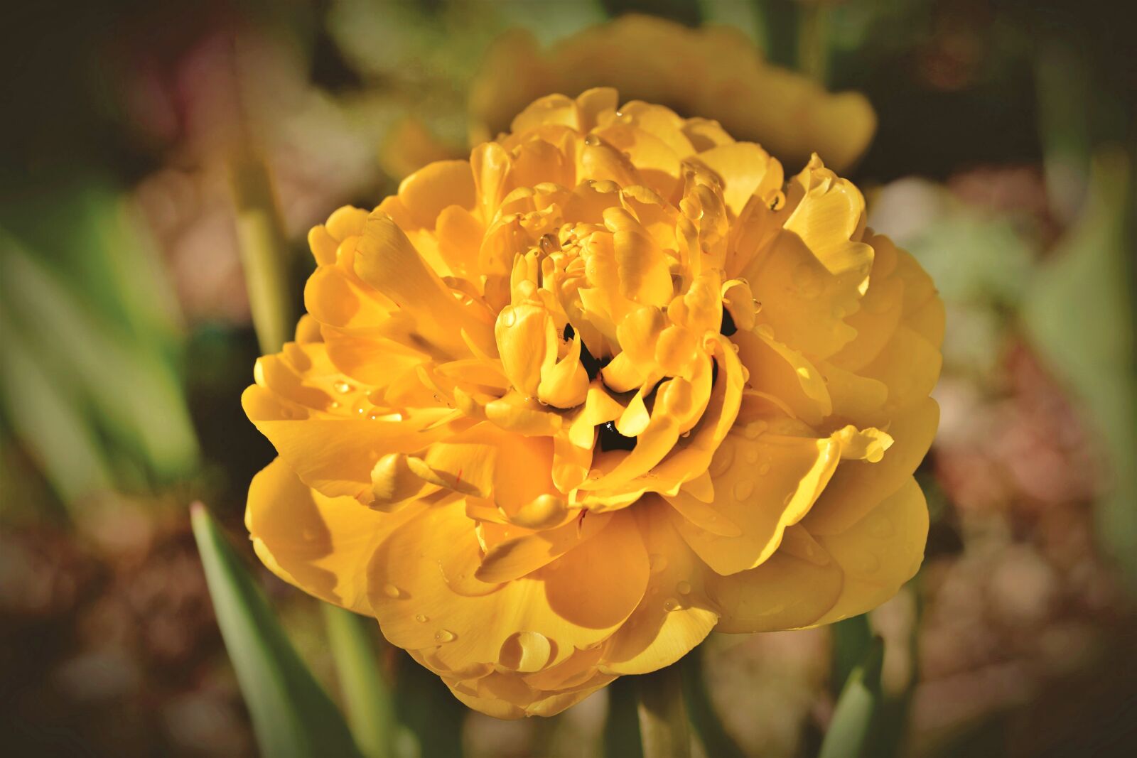 Nikon D7200 sample photo. Tulip, tulpenbluete, schnittblume photography