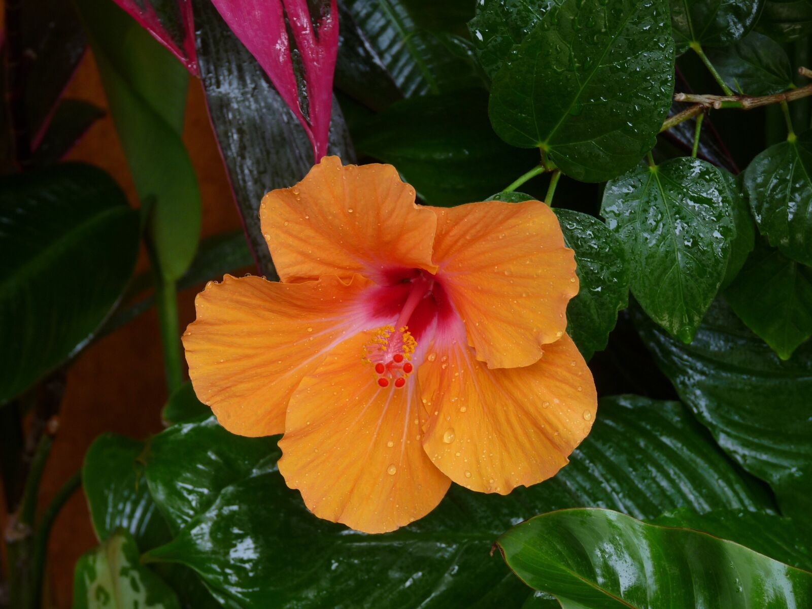 Panasonic Lumix DMC-FZ28 sample photo. Flower, hibiscus, orange photography