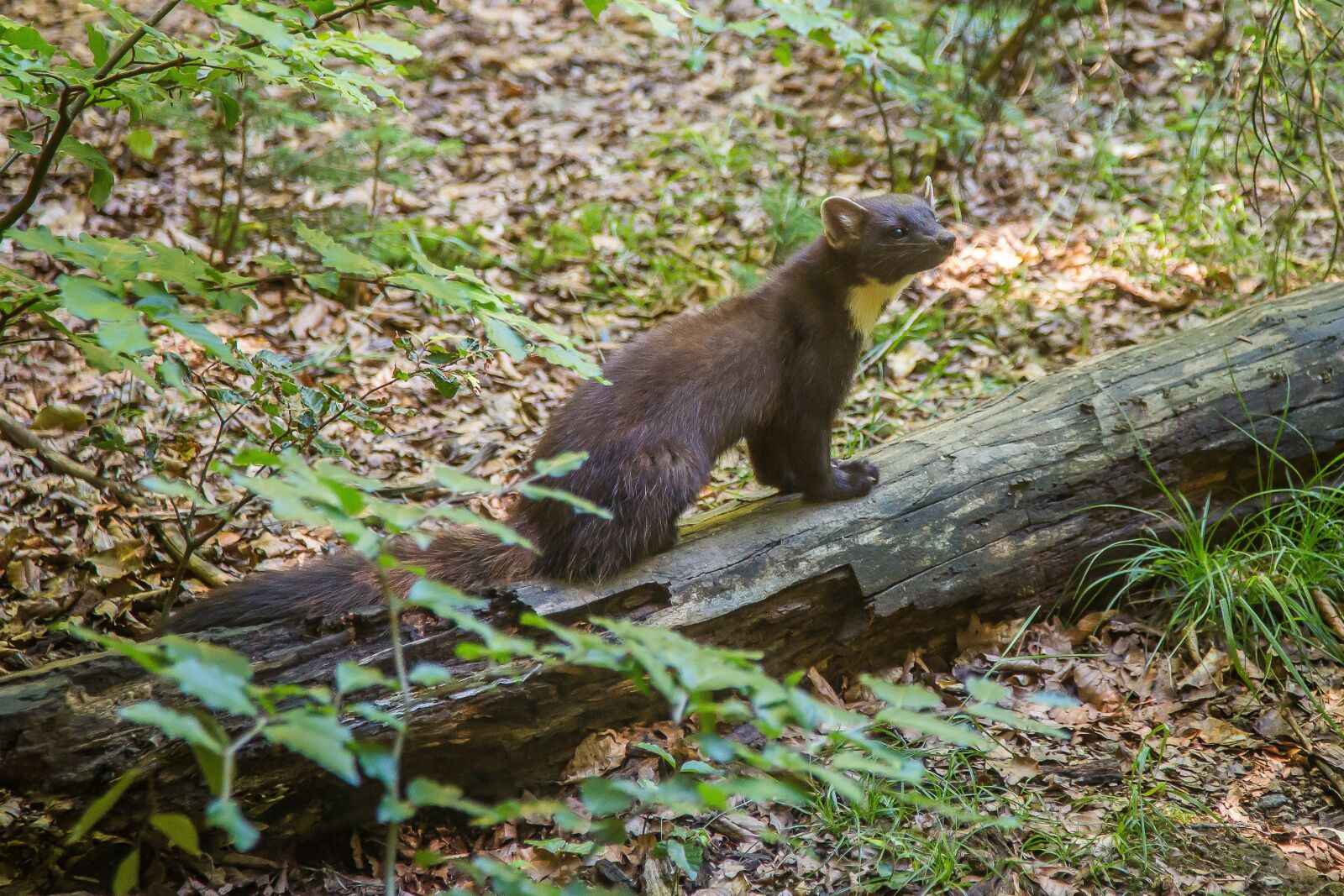 Canon EF 24-105mm F4L IS USM sample photo. Marten, pine marten, predator photography
