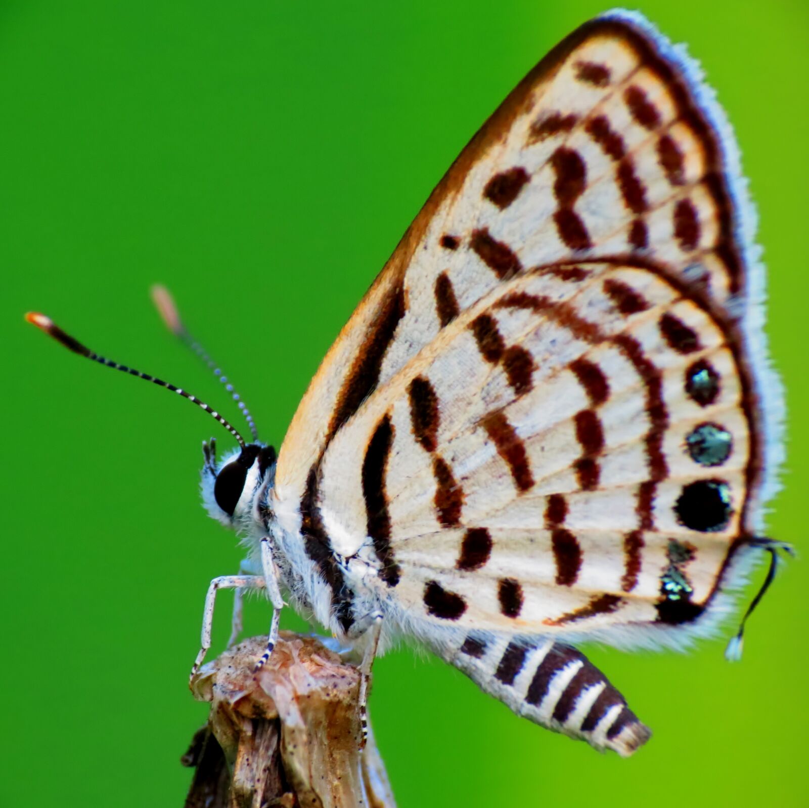 Canon PowerShot SX40 HS sample photo. Butterfly photography