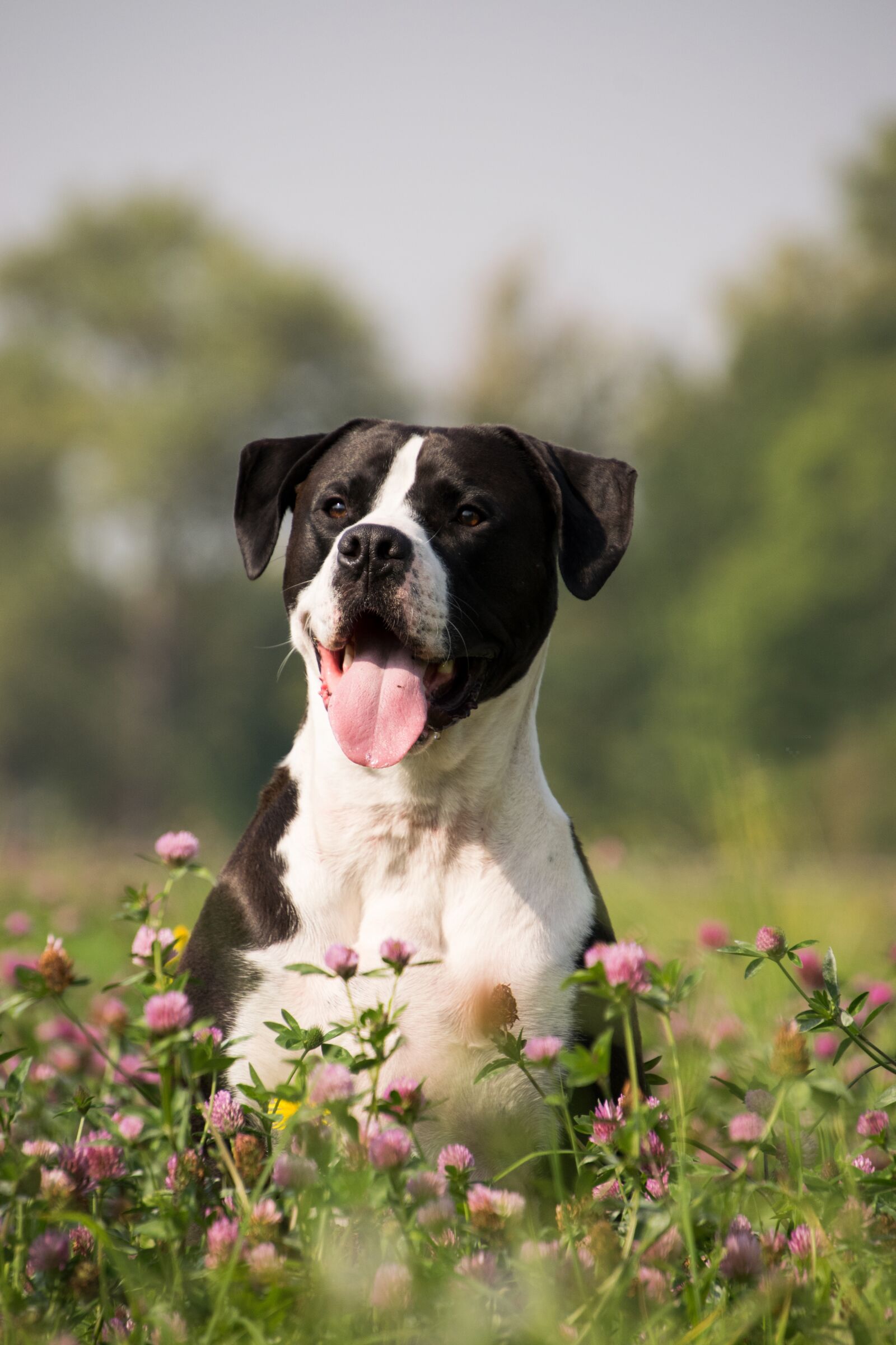 Nikon D3300 sample photo. Dog, tongue, animal photography