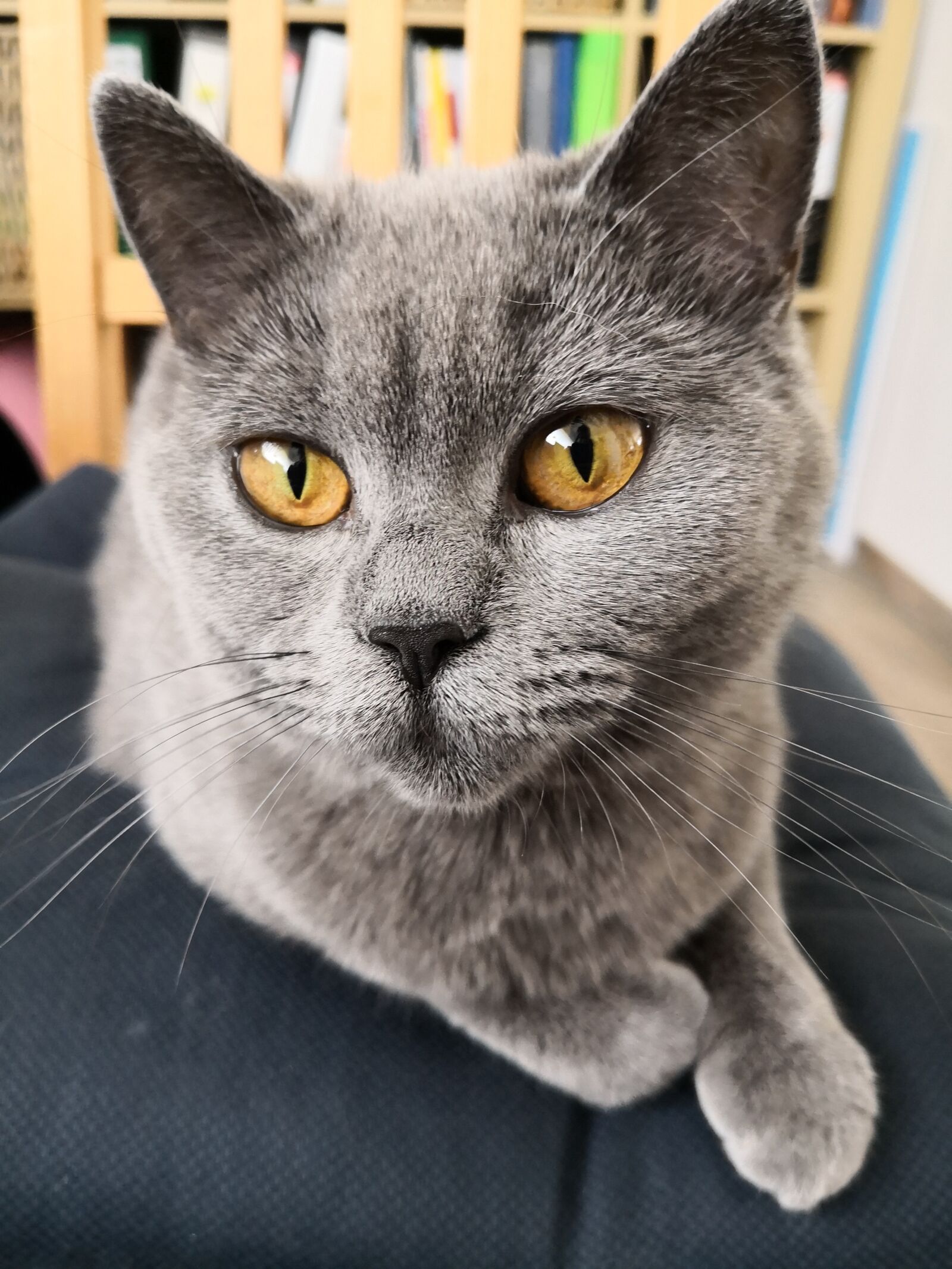 HUAWEI Mate 10 Pro sample photo. Cat, british shorthair, breed photography