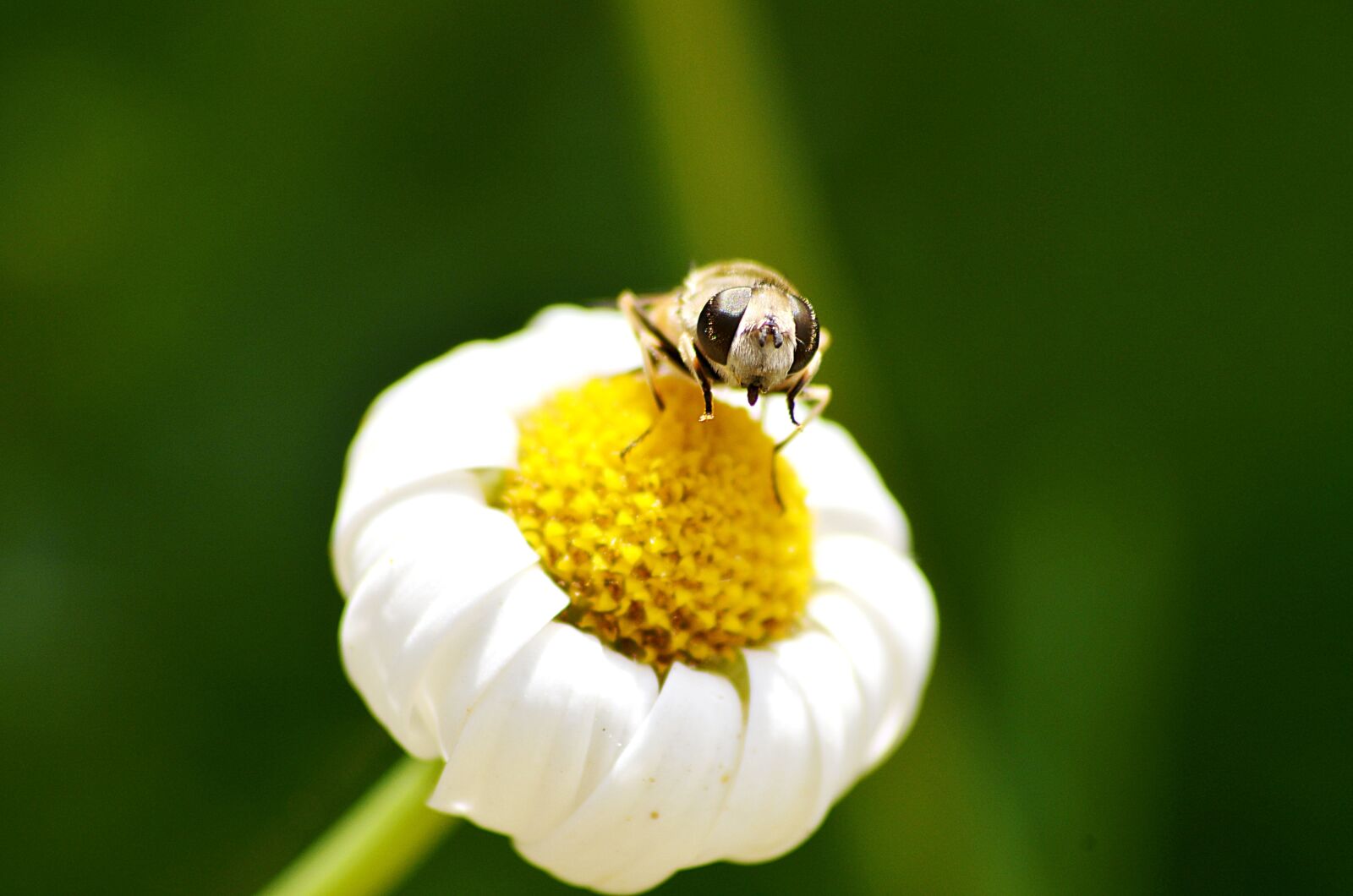 Nikon D5100 sample photo. Bee, flower, spring photography