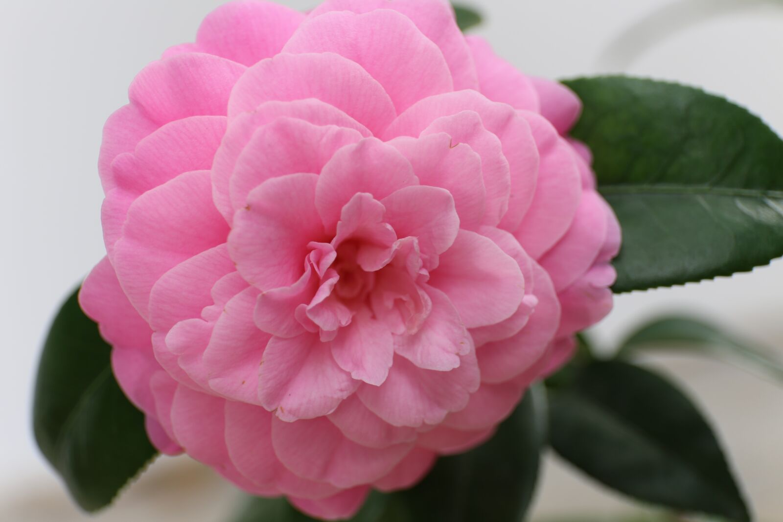 Canon EF 24-70mm F4L IS USM sample photo. Flower, nature, leaf photography