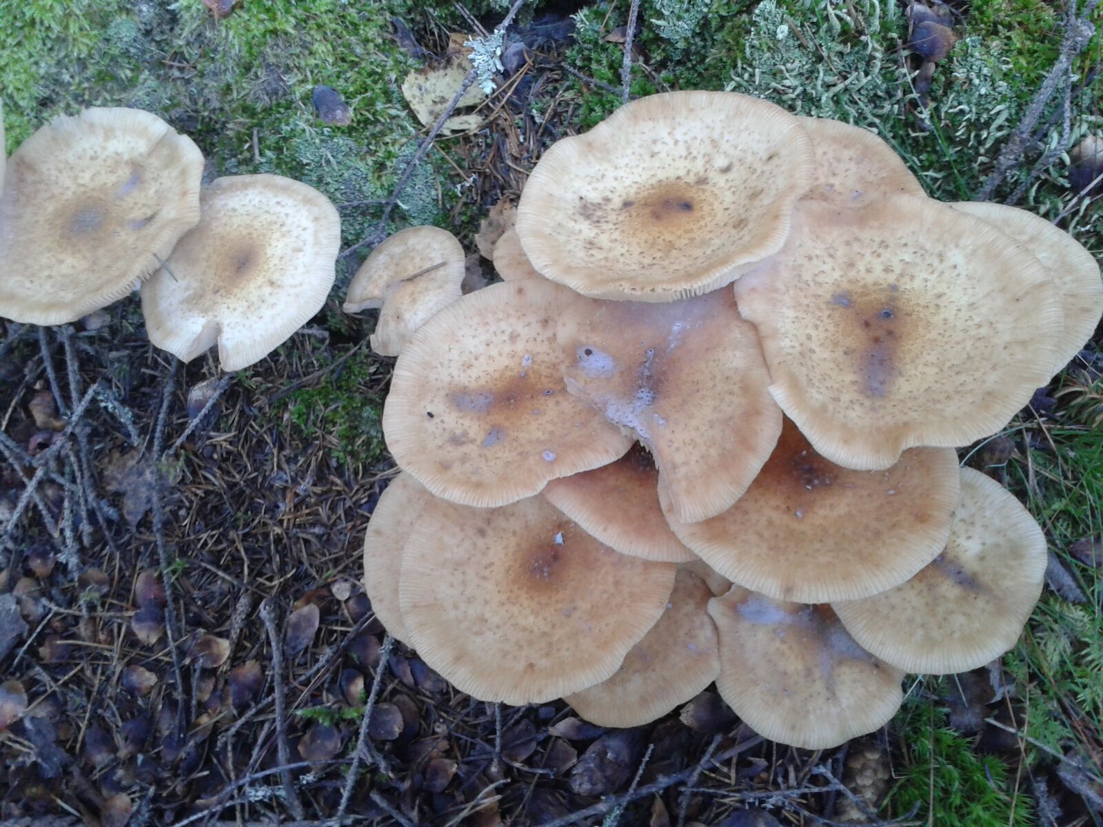 Samsung Galaxy S3 Mini sample photo. Mushroom, forest, autumn photography
