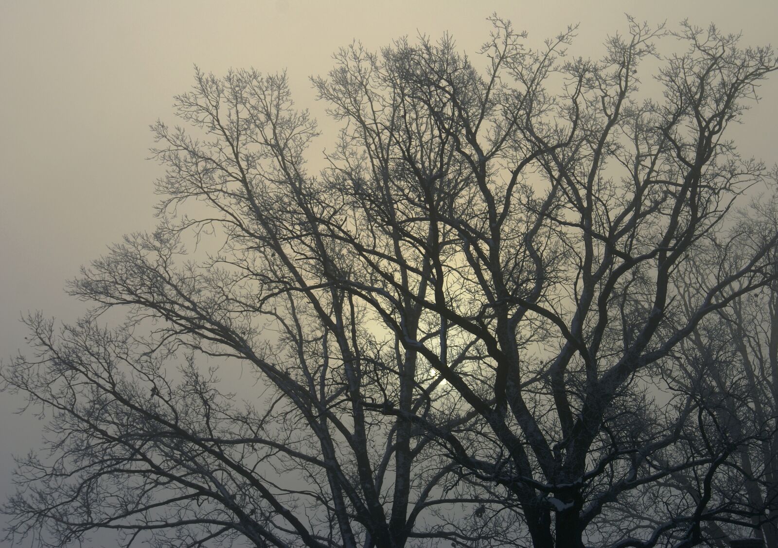 Sony Alpha DSLR-A100 sample photo. Tree, branches, winter photography
