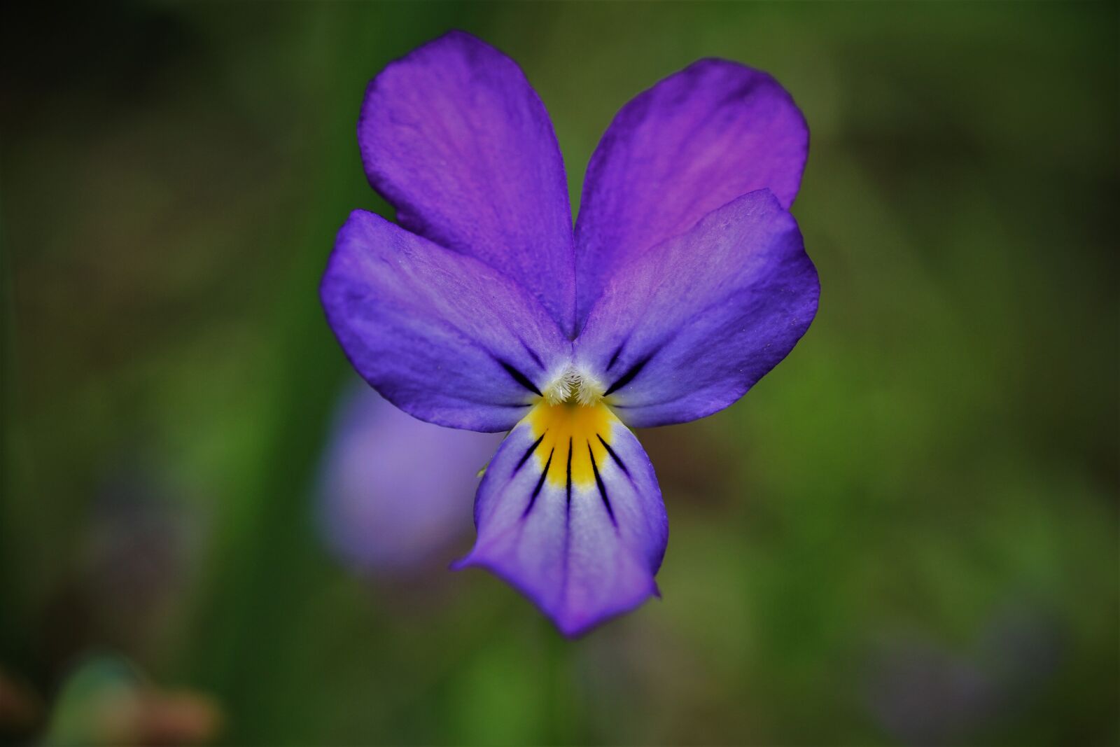 Canon EF-S 35mm F2.8 Macro IS STM sample photo. Wild pansy, pansy, flower photography
