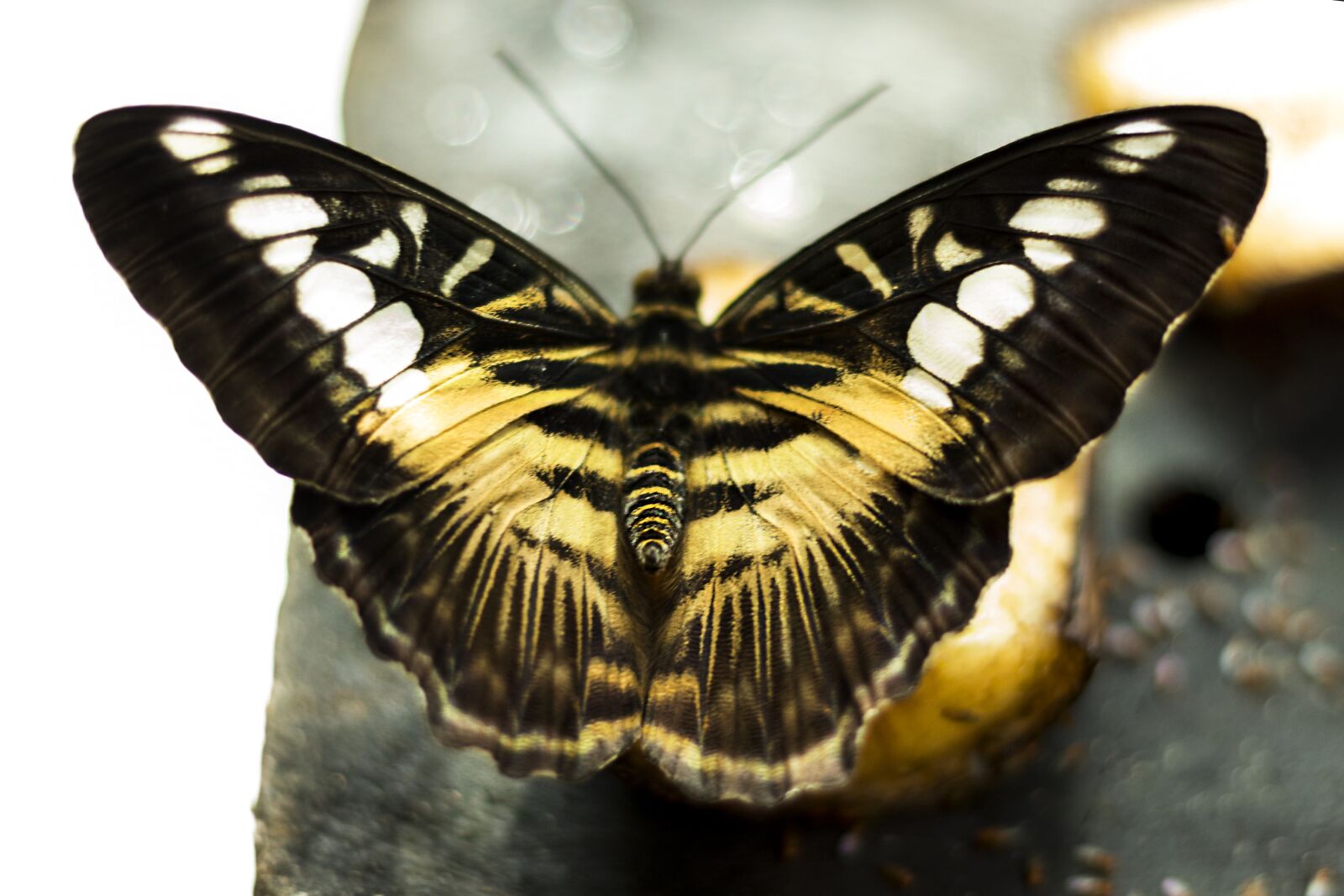 Canon EOS 700D (EOS Rebel T5i / EOS Kiss X7i) + Canon EF 50mm F1.8 STM sample photo. Butterfly, colors, insect photography