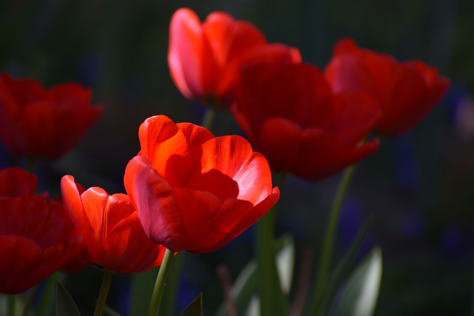 Nikon D3500 sample photo. Flowers, tulips, spring photography