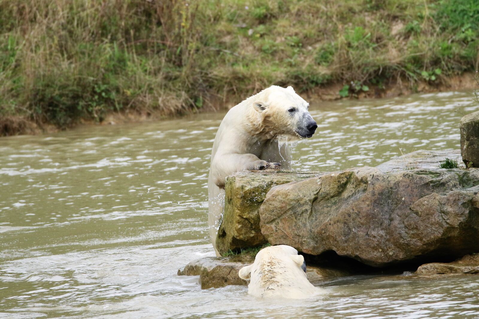 Canon EOS 7D Mark II sample photo. Polar bear, big bear photography