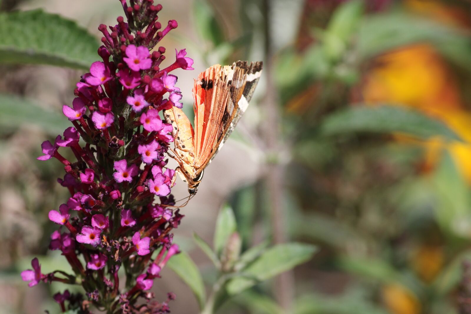 Canon EOS 1100D (EOS Rebel T3 / EOS Kiss X50) sample photo. Butterfly, flower, blossom photography