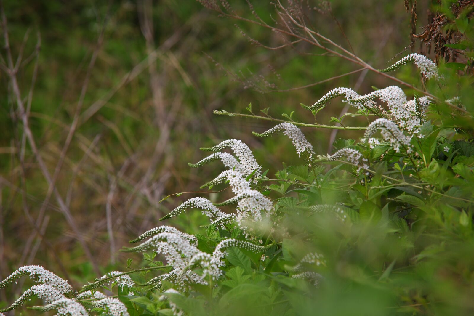 Canon EOS 5D Mark II sample photo. Nature, outdoors, season photography