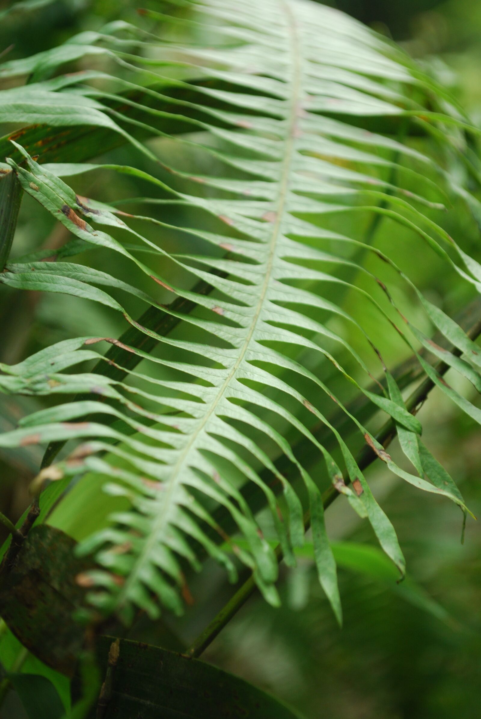Nikon D40X sample photo. Leaf, forest, leaves photography