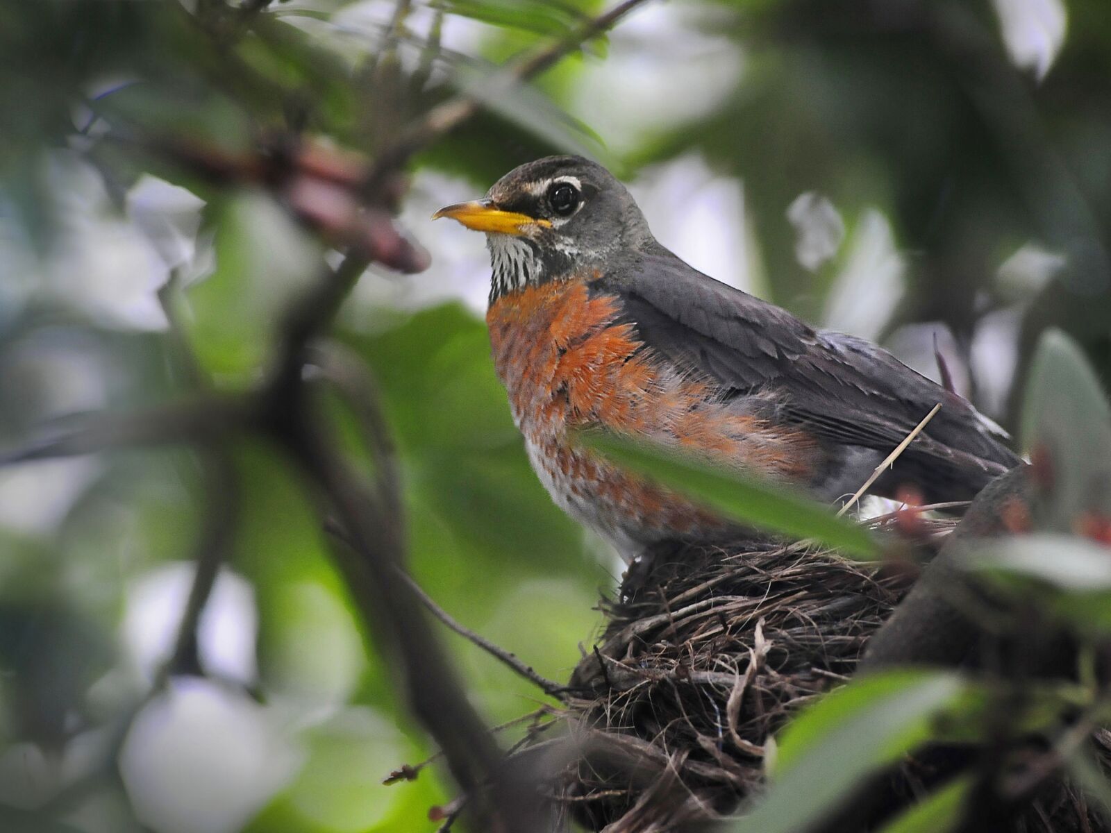 Nikon D3X sample photo. Birds, robin, nesting photography