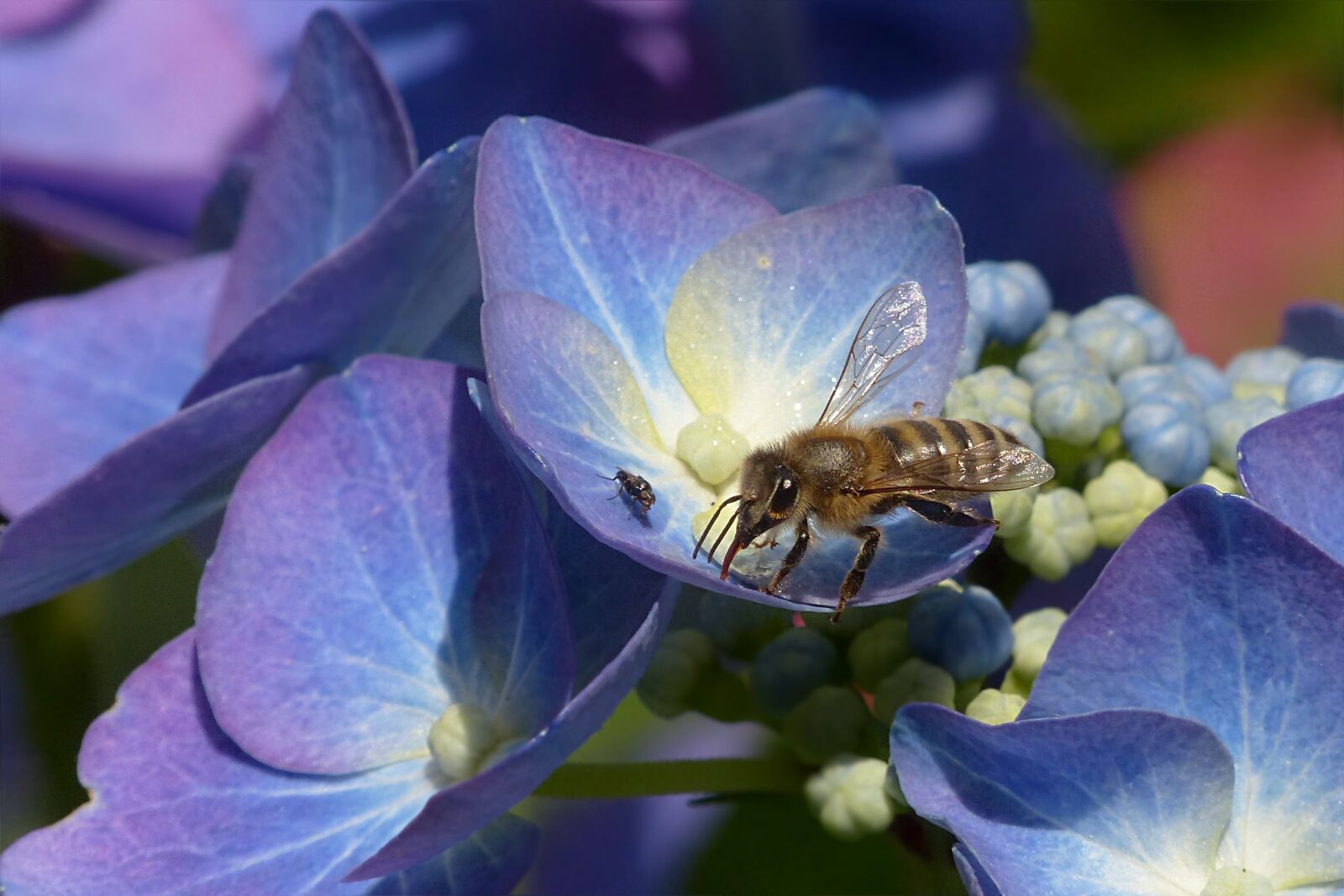 Panasonic Lumix DMC-FZ200 sample photo. Plant, hydrangea, plate hydrangea photography