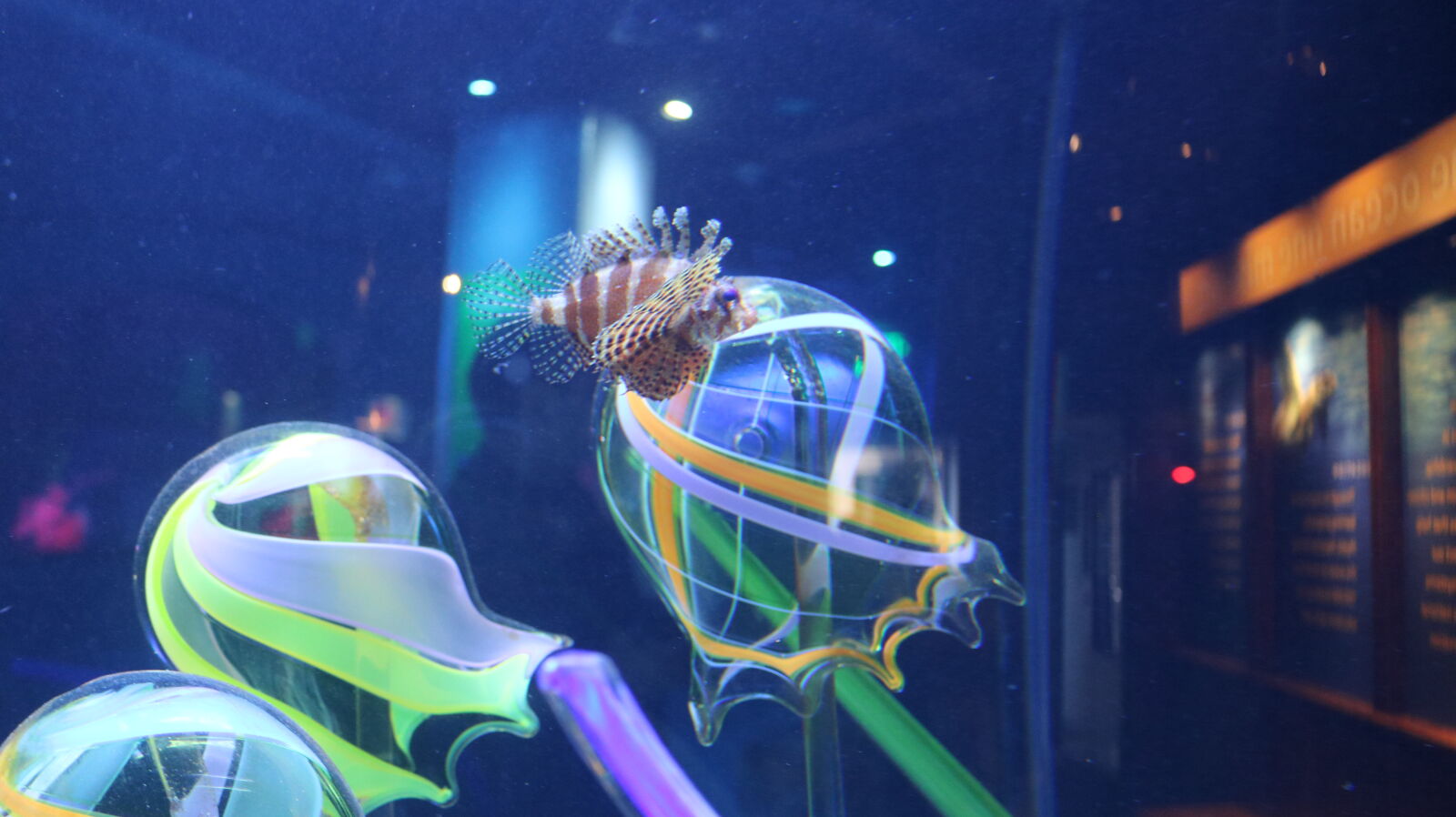 Canon EOS 750D (EOS Rebel T6i / EOS Kiss X8i) sample photo. Colorful, fish, pretty, tank photography