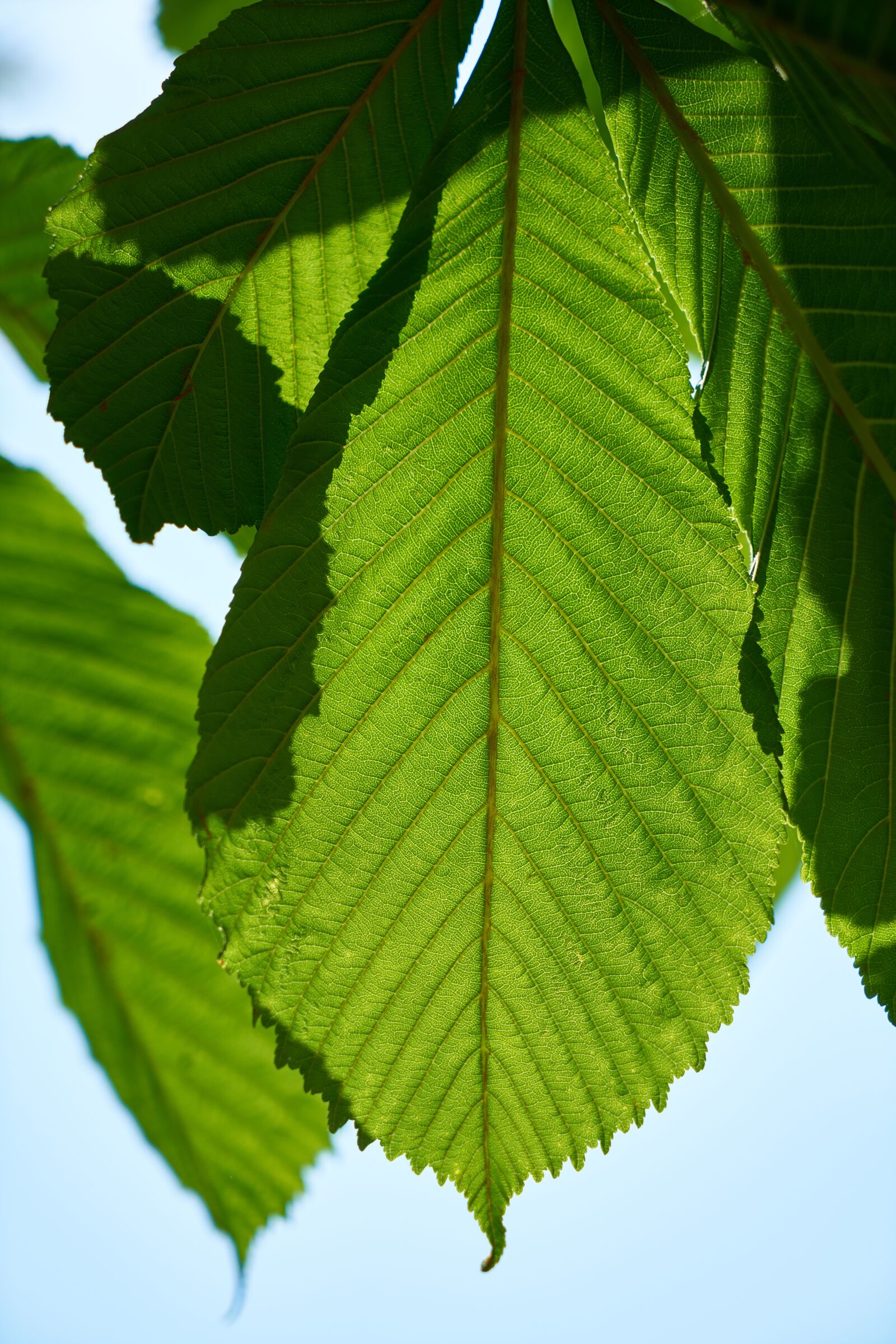 Sony a7R II + Sony Vario Tessar T* FE 24-70mm F4 ZA OSS sample photo. Green, leaves, macro photography