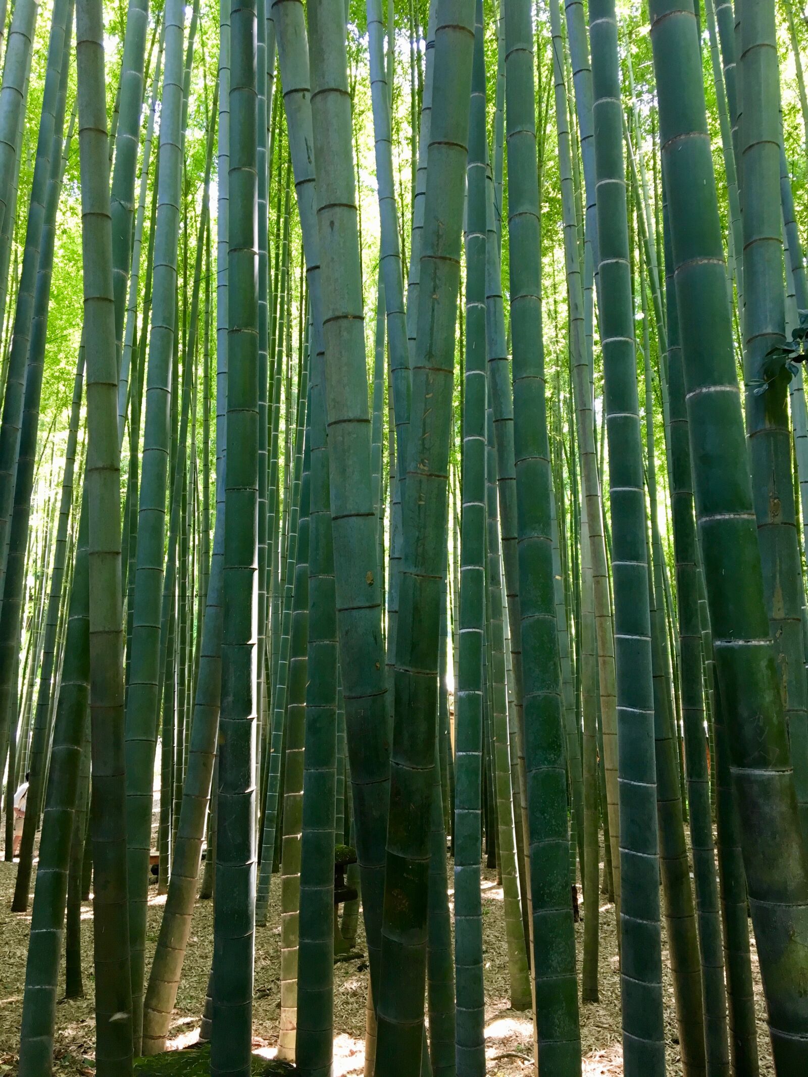 Apple iPhone 6s sample photo. Bamboo, japan, asia photography