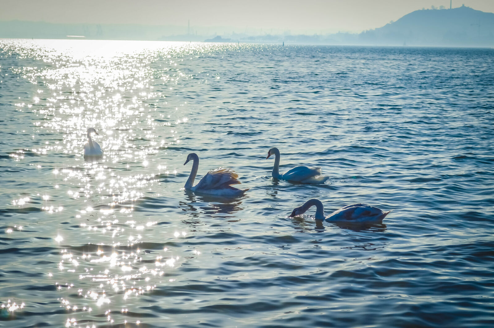 Nikon D3200 sample photo. Autumn, azov, birds, leaves photography