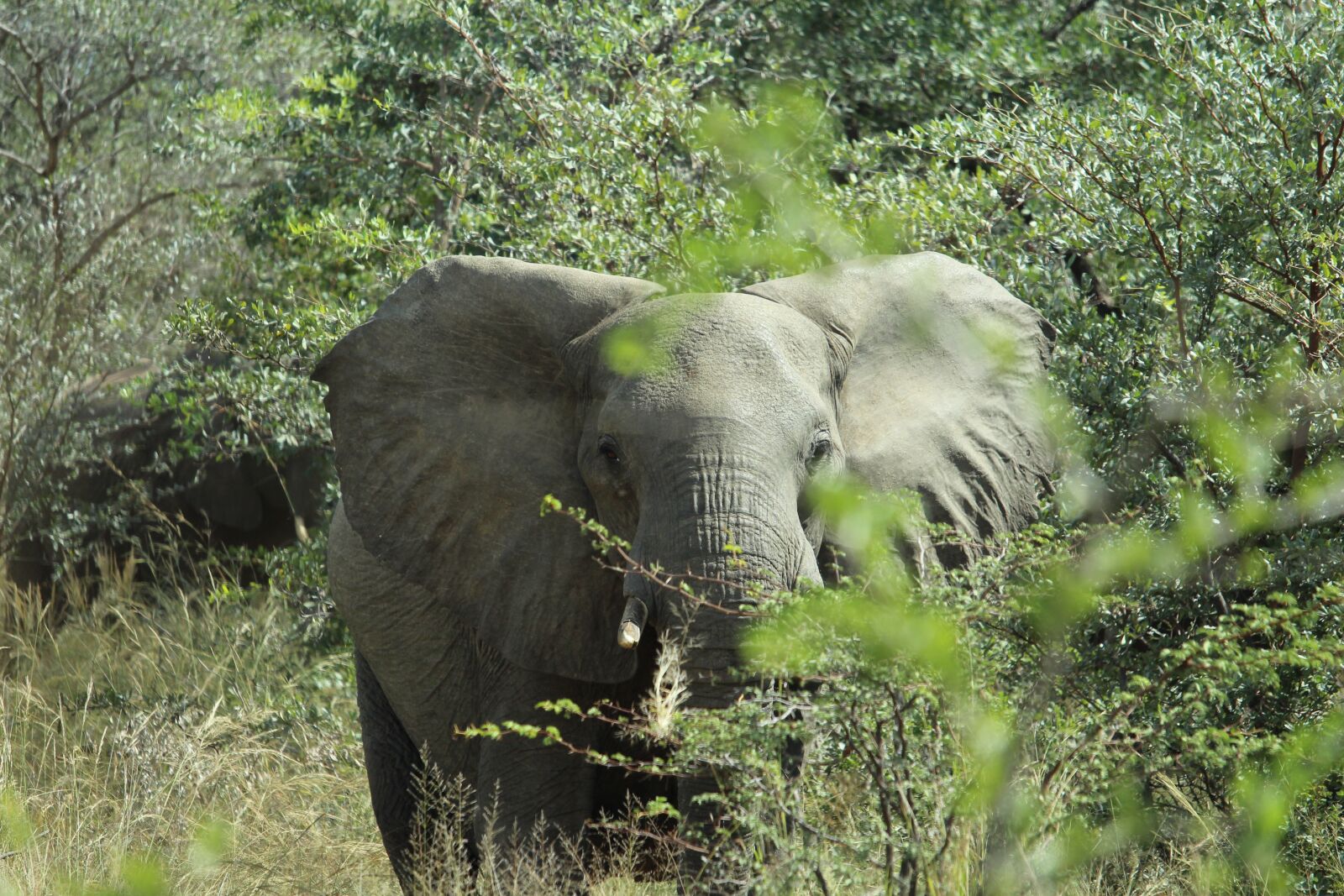 Canon EF-S 55-250mm F4-5.6 IS STM sample photo. Africa, namibia, okavango photography