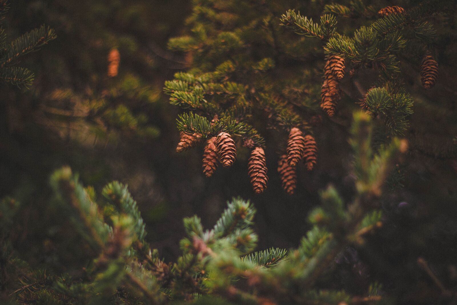 Canon EOS 600D (Rebel EOS T3i / EOS Kiss X5) + Canon EF 50mm F1.8 II sample photo. Pine, cone, green photography