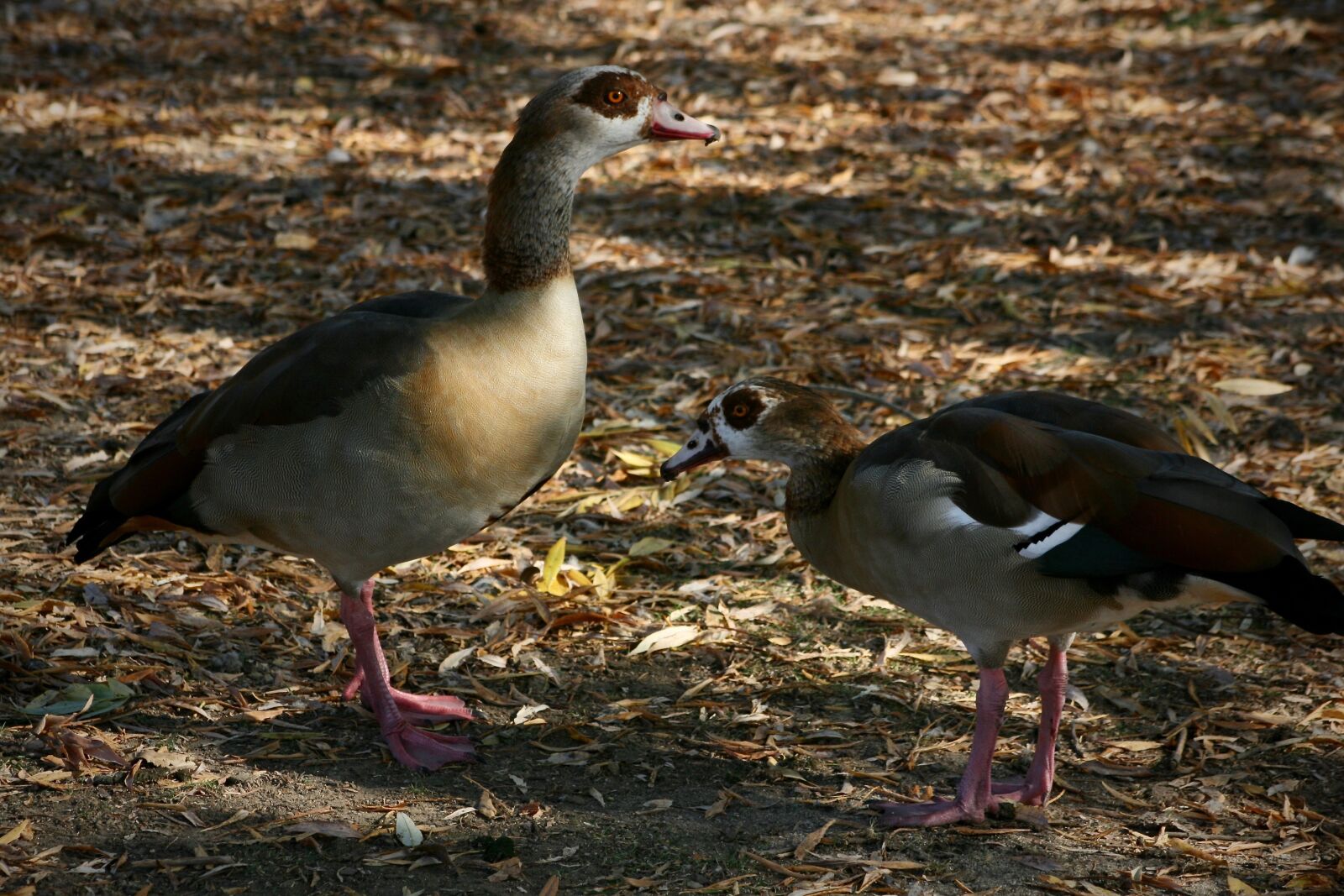 Canon EOS 400D (EOS Digital Rebel XTi / EOS Kiss Digital X) sample photo. Waterfowl, geese, nilgänse photography