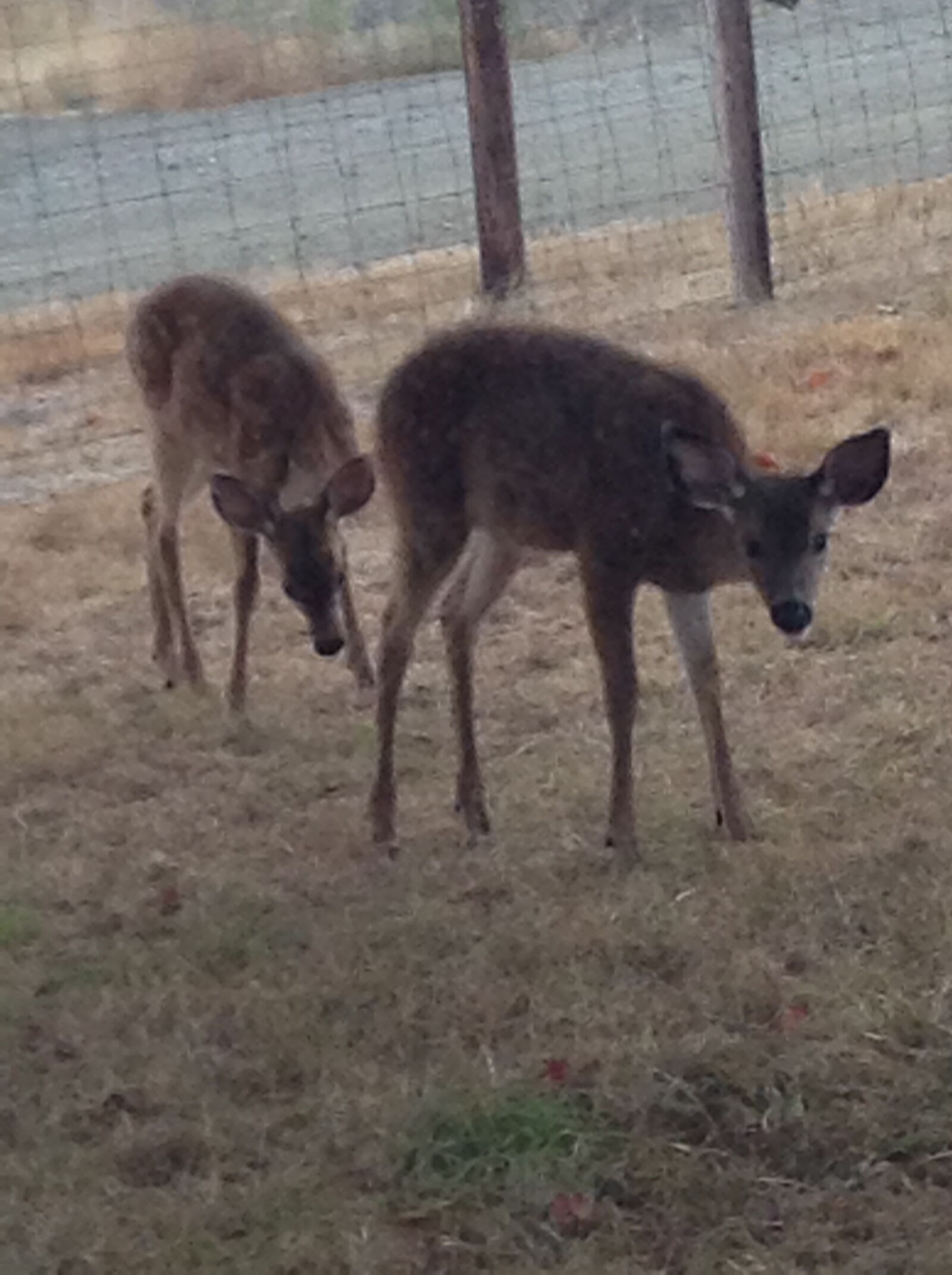 Apple iPod touch sample photo. Animals, deer photography