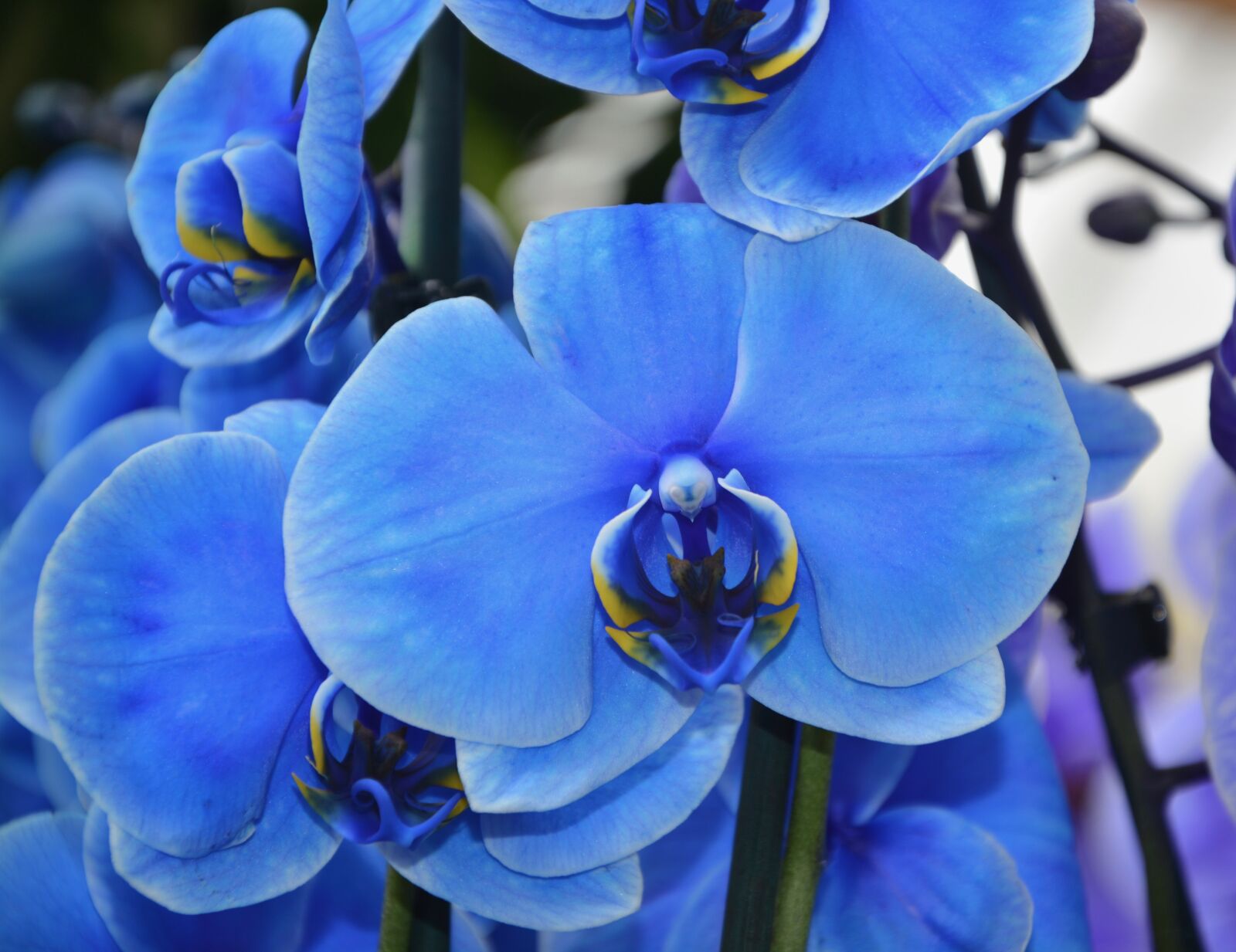 Nikon D5200 sample photo. Orchid, flower, blue photography
