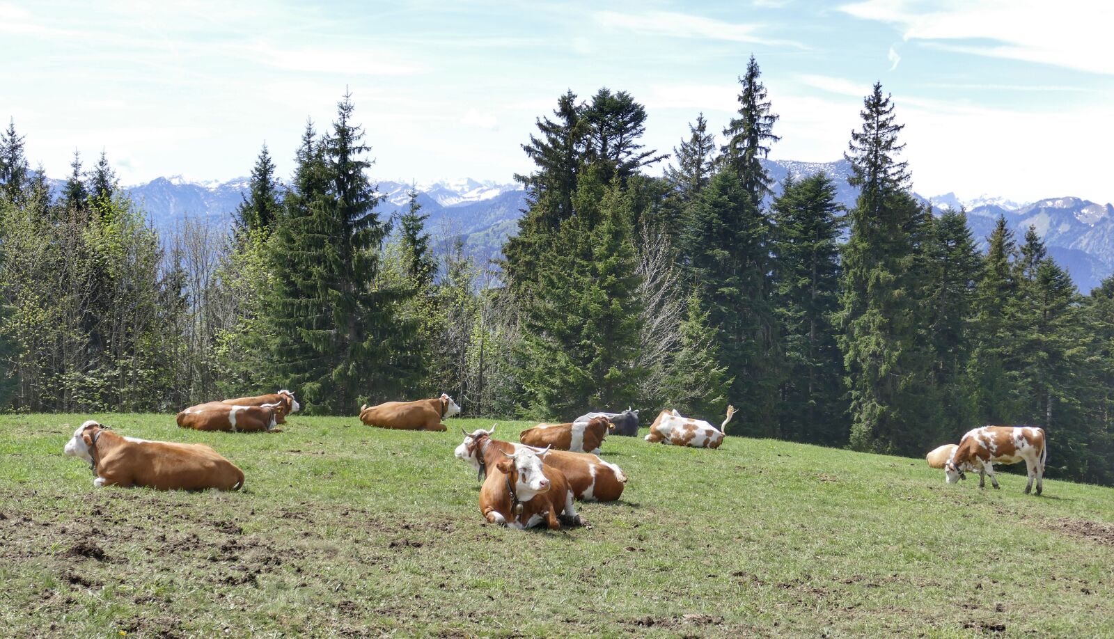 Panasonic Lumix DMC-FZ1000 sample photo. Meadow, grass, cow photography