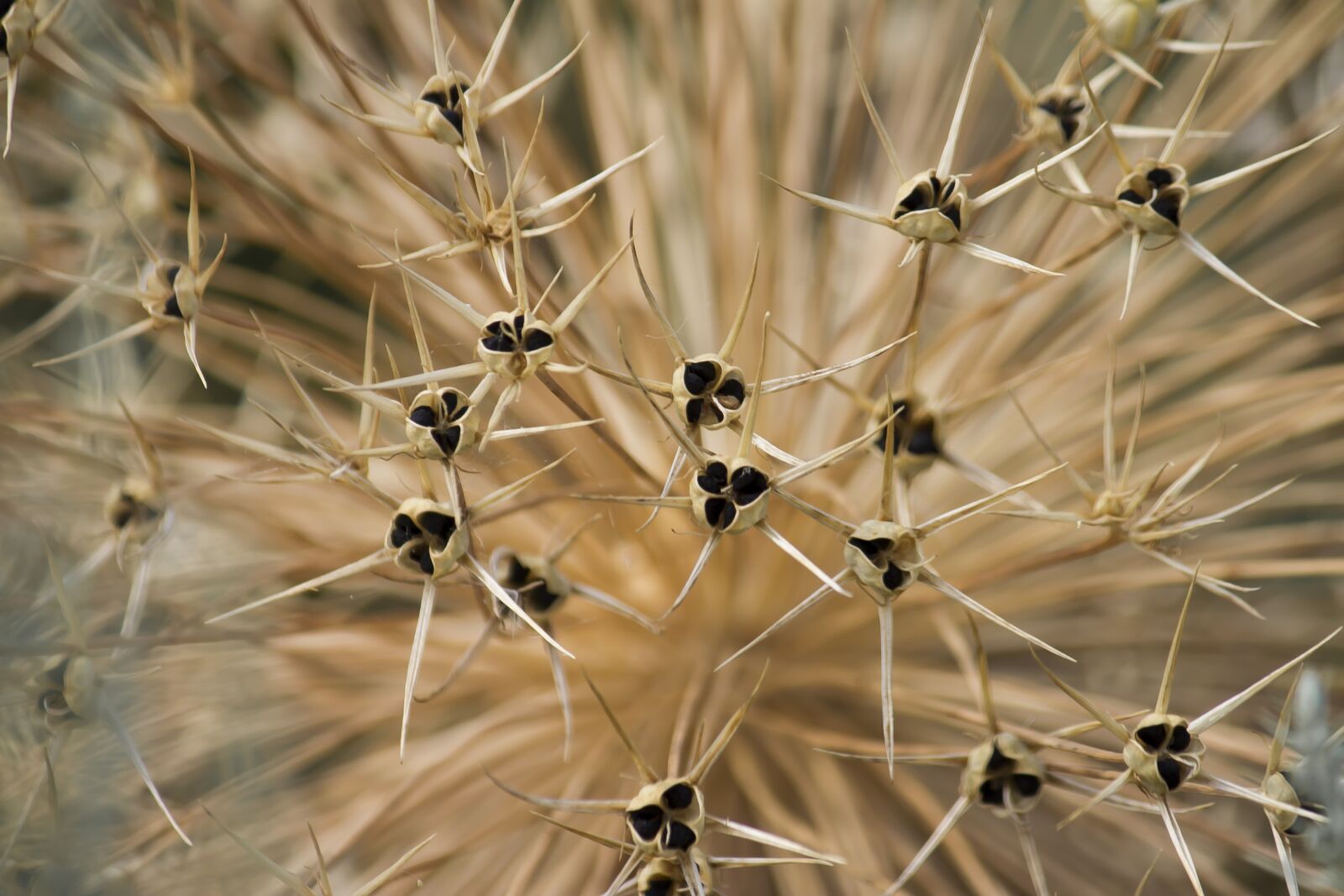 Canon EOS 7D + Canon EF-S 55-250mm F4-5.6 IS sample photo. Prickly, the seed coat photography