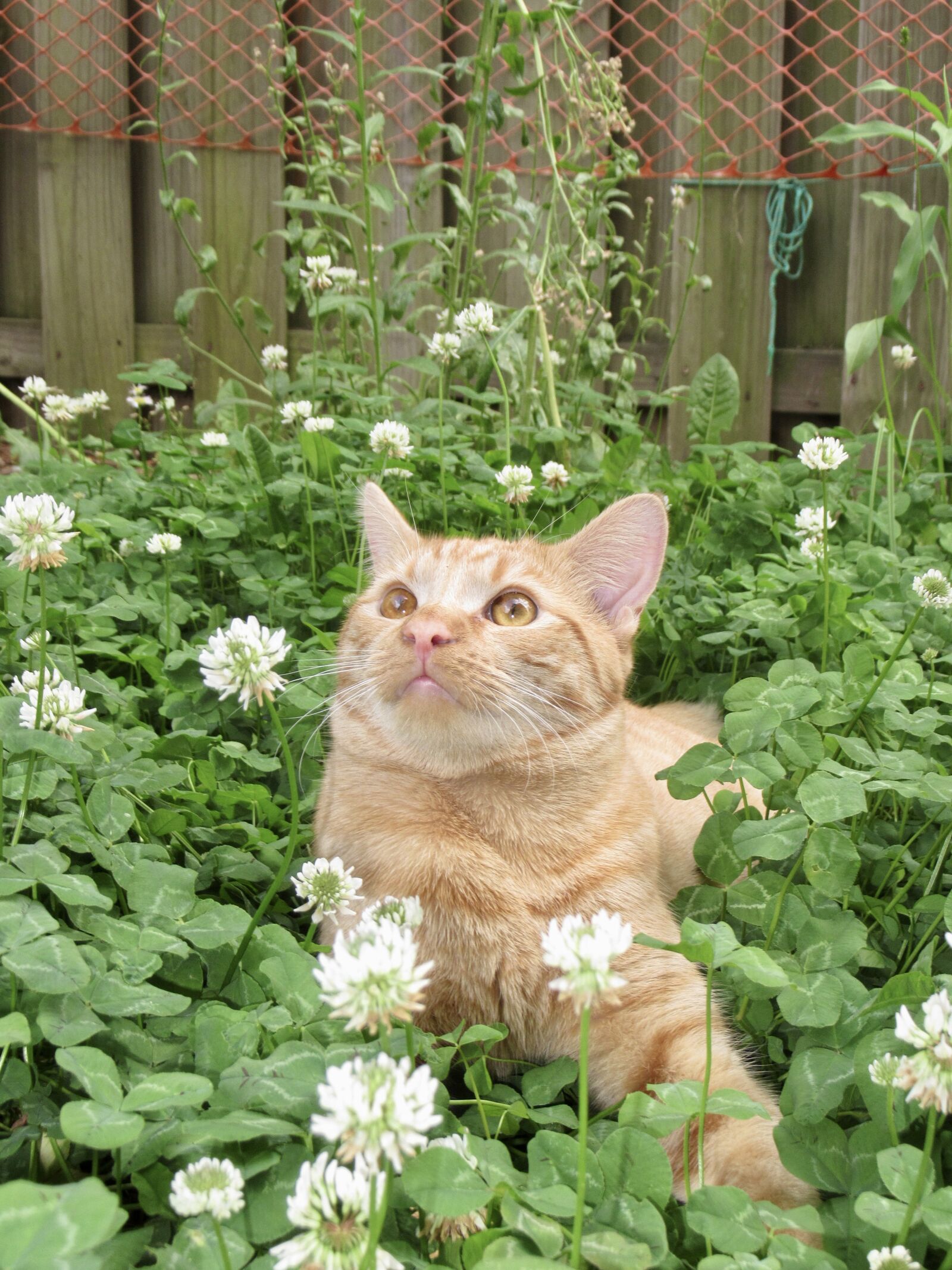 Canon PowerShot SX620 HS sample photo. Pilot in clover field photography